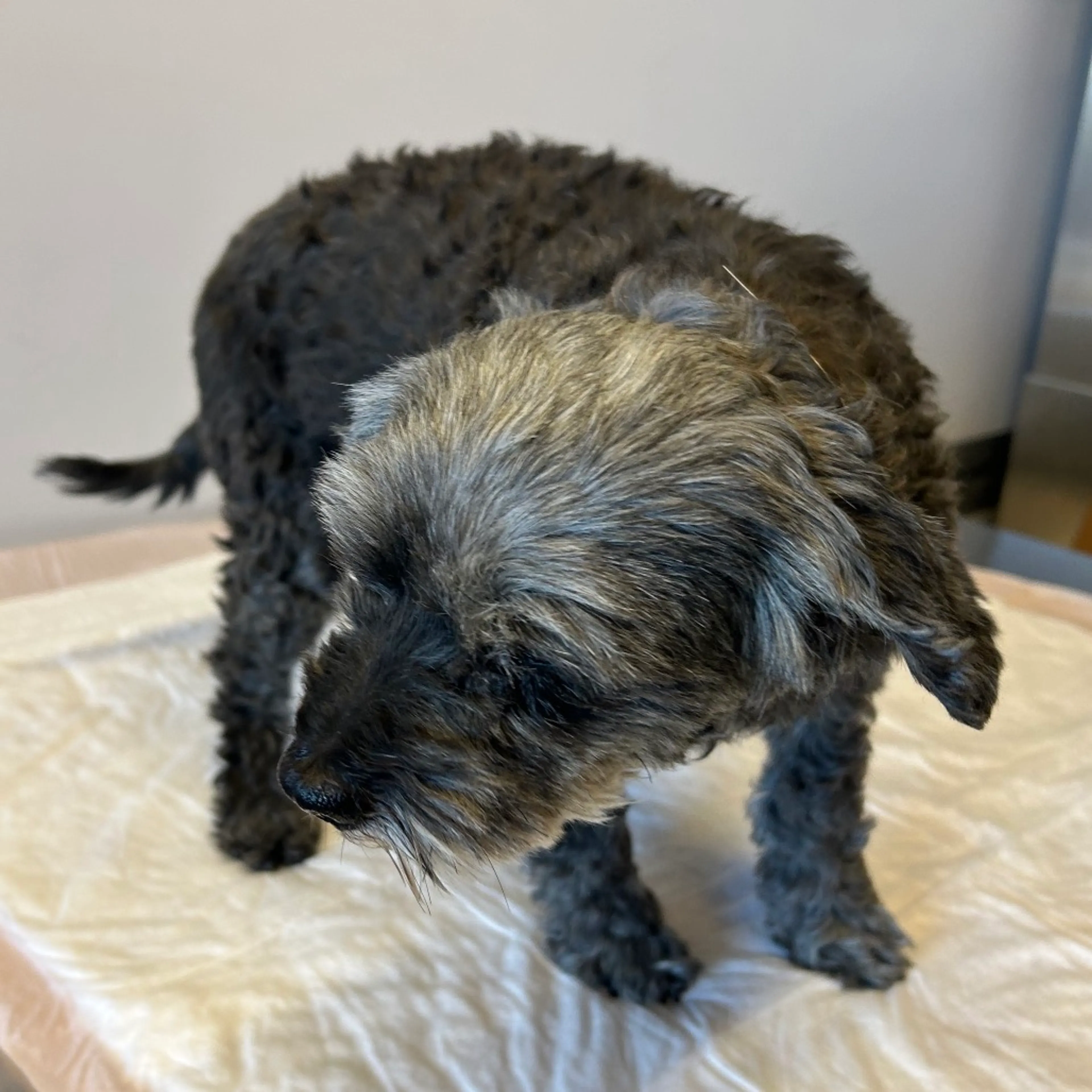 Found pet-3