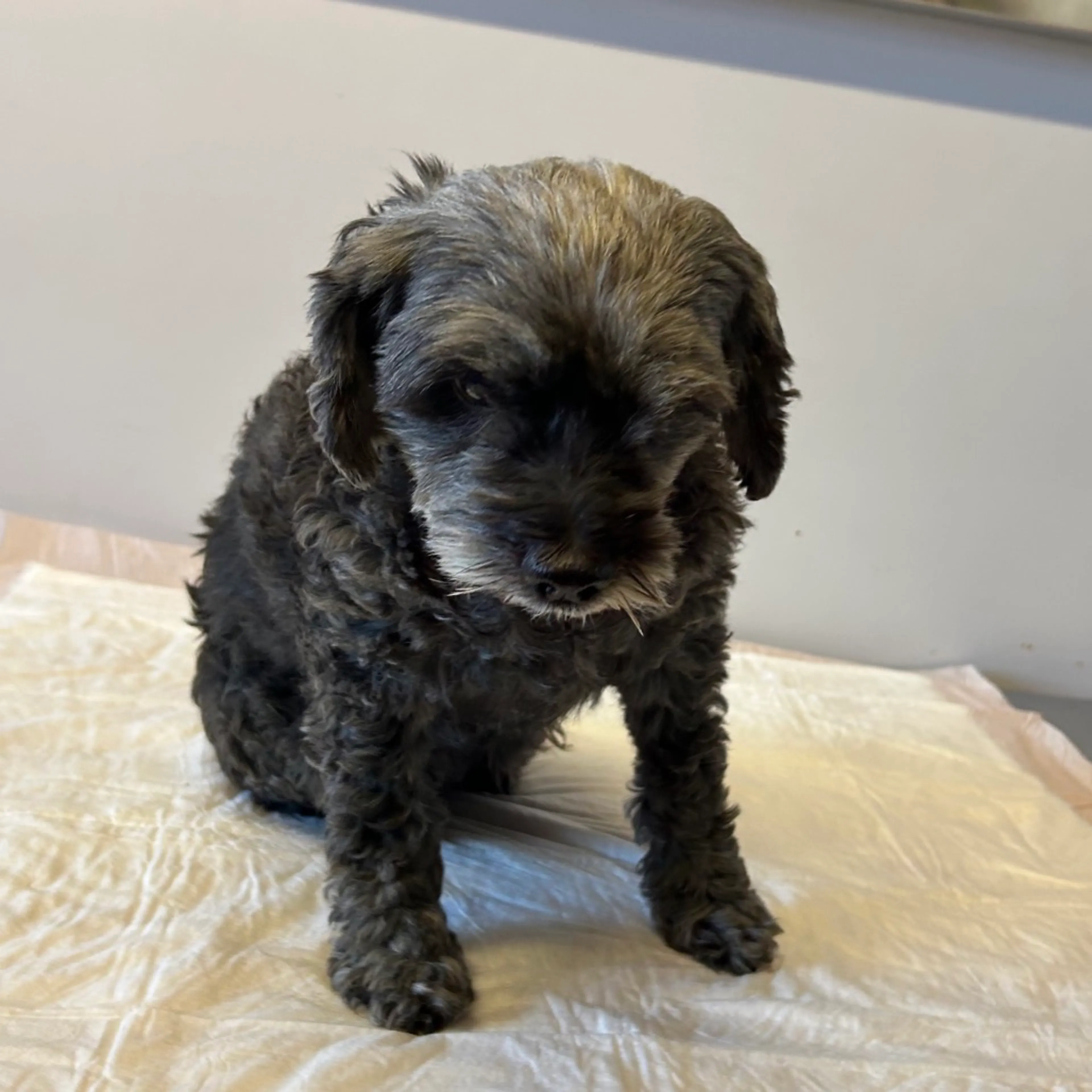 Found pet-1