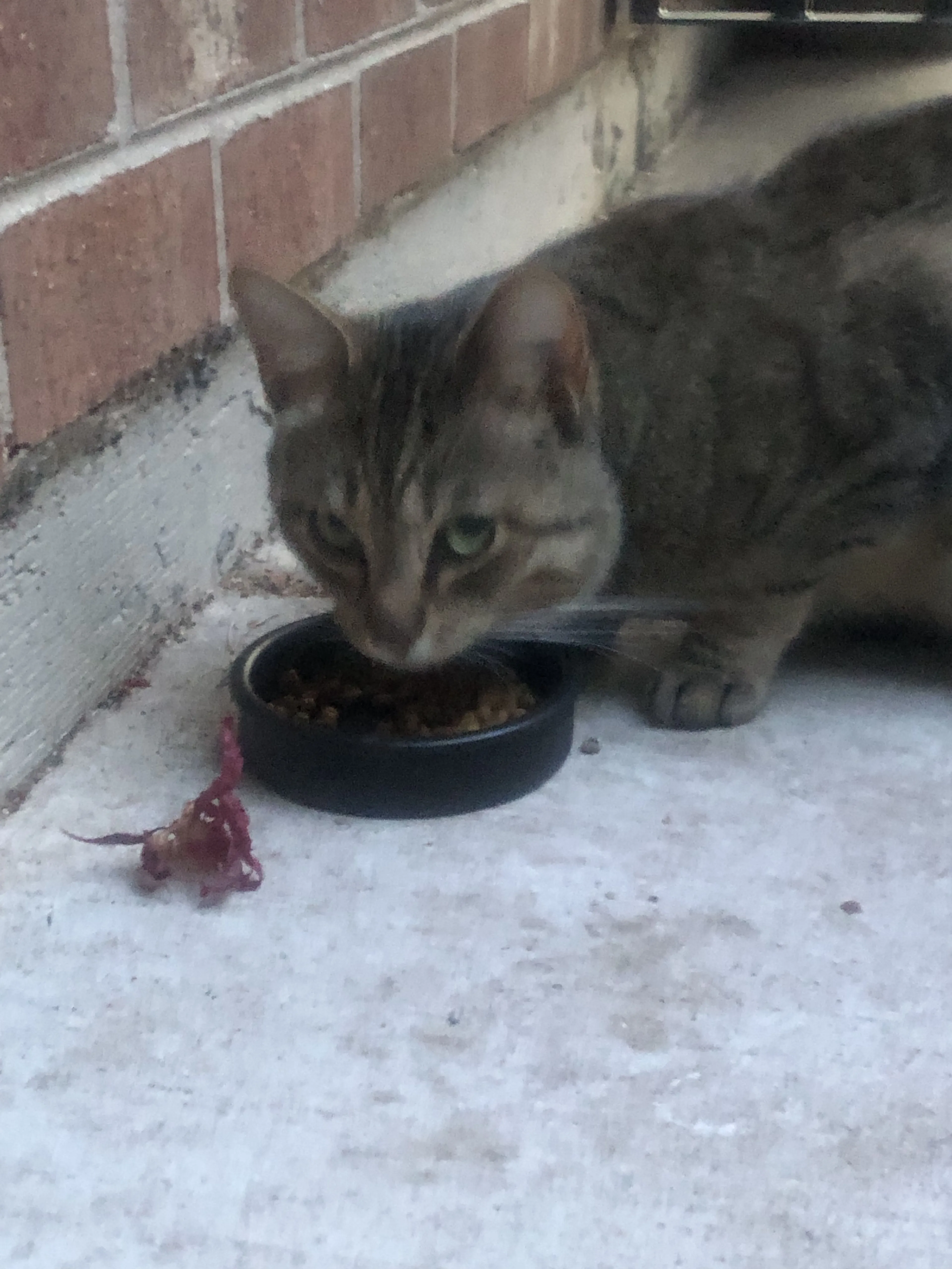 Lost pet-0