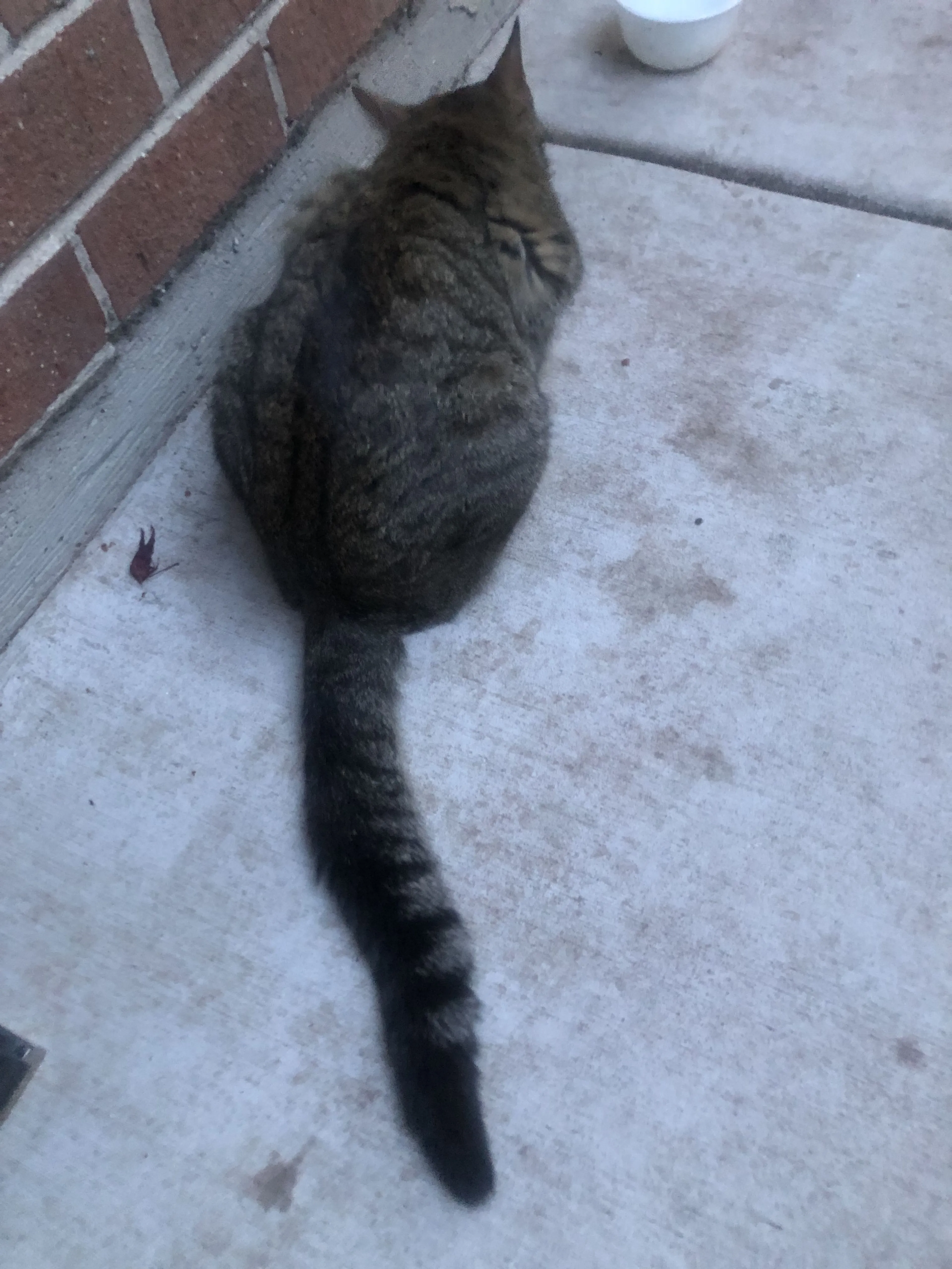 Lost pet-1