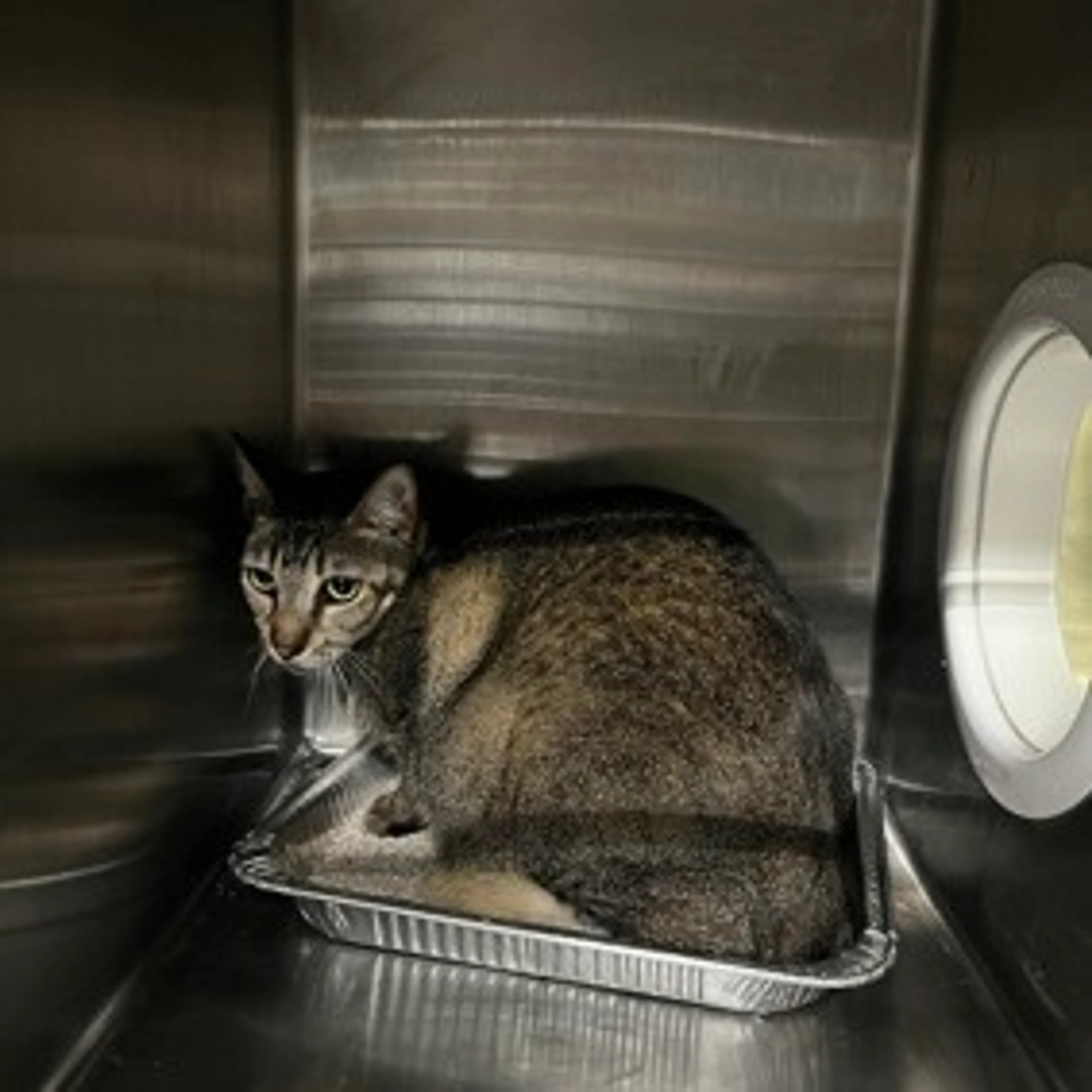 Found pet