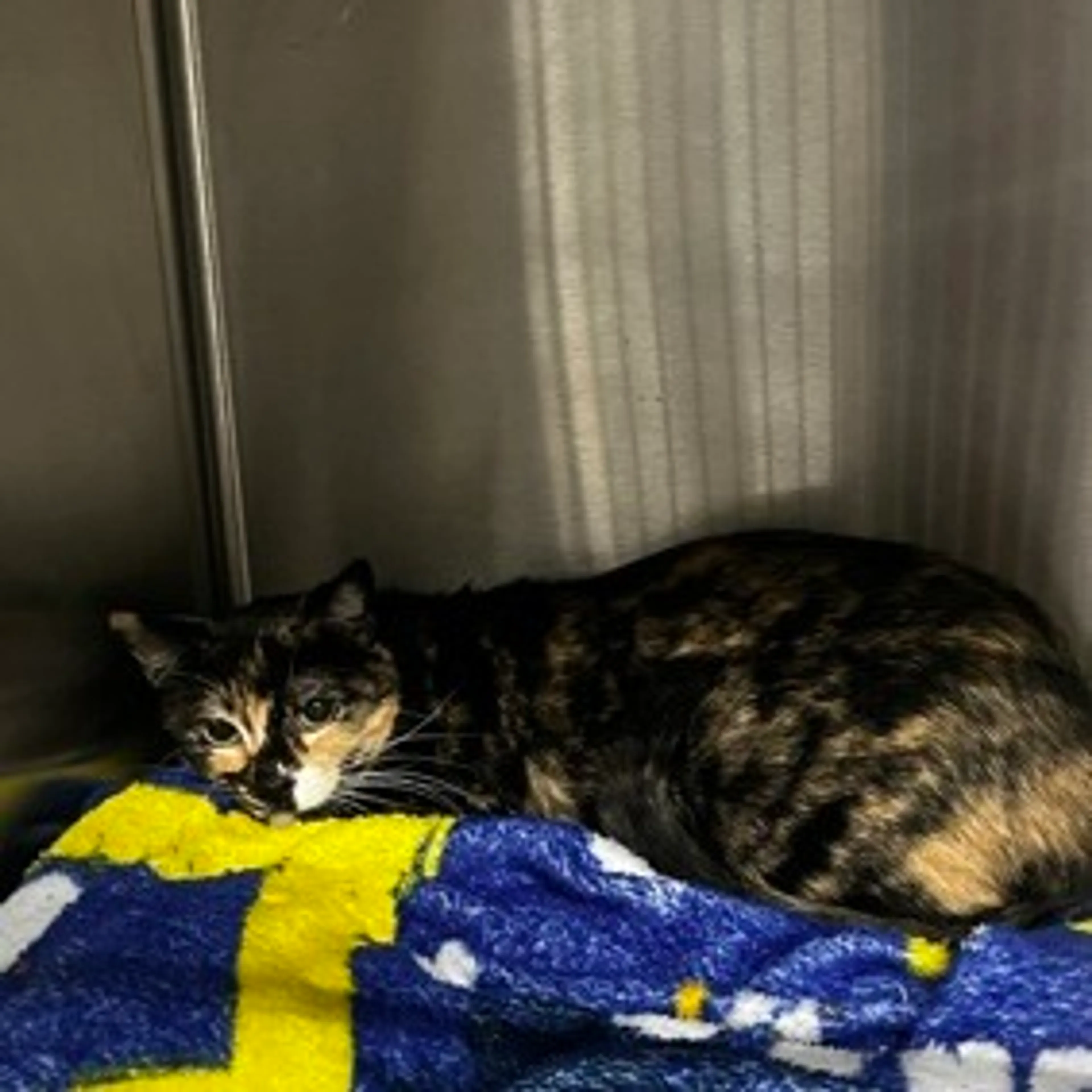 Found pet
