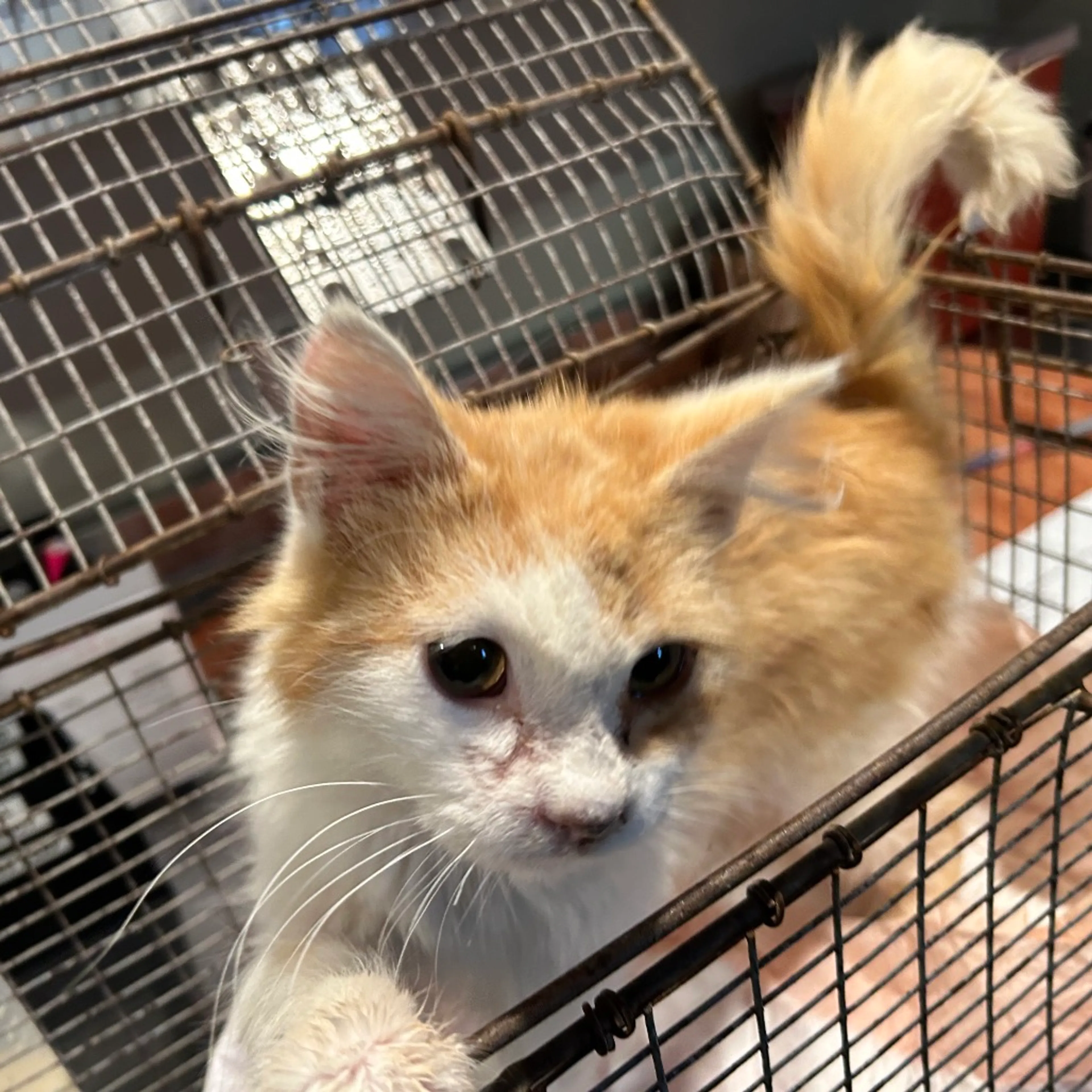Found pet-2