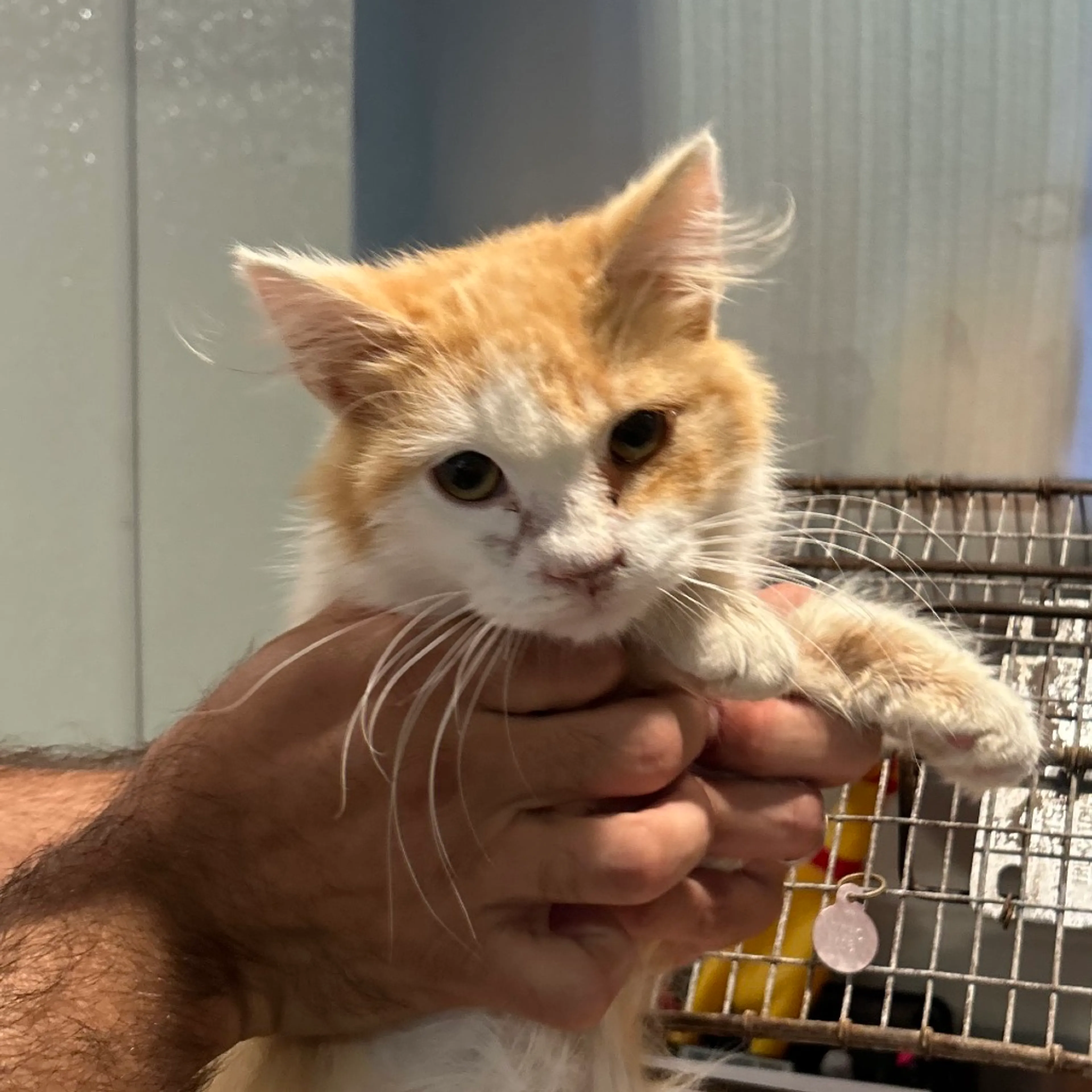 Found pet-0