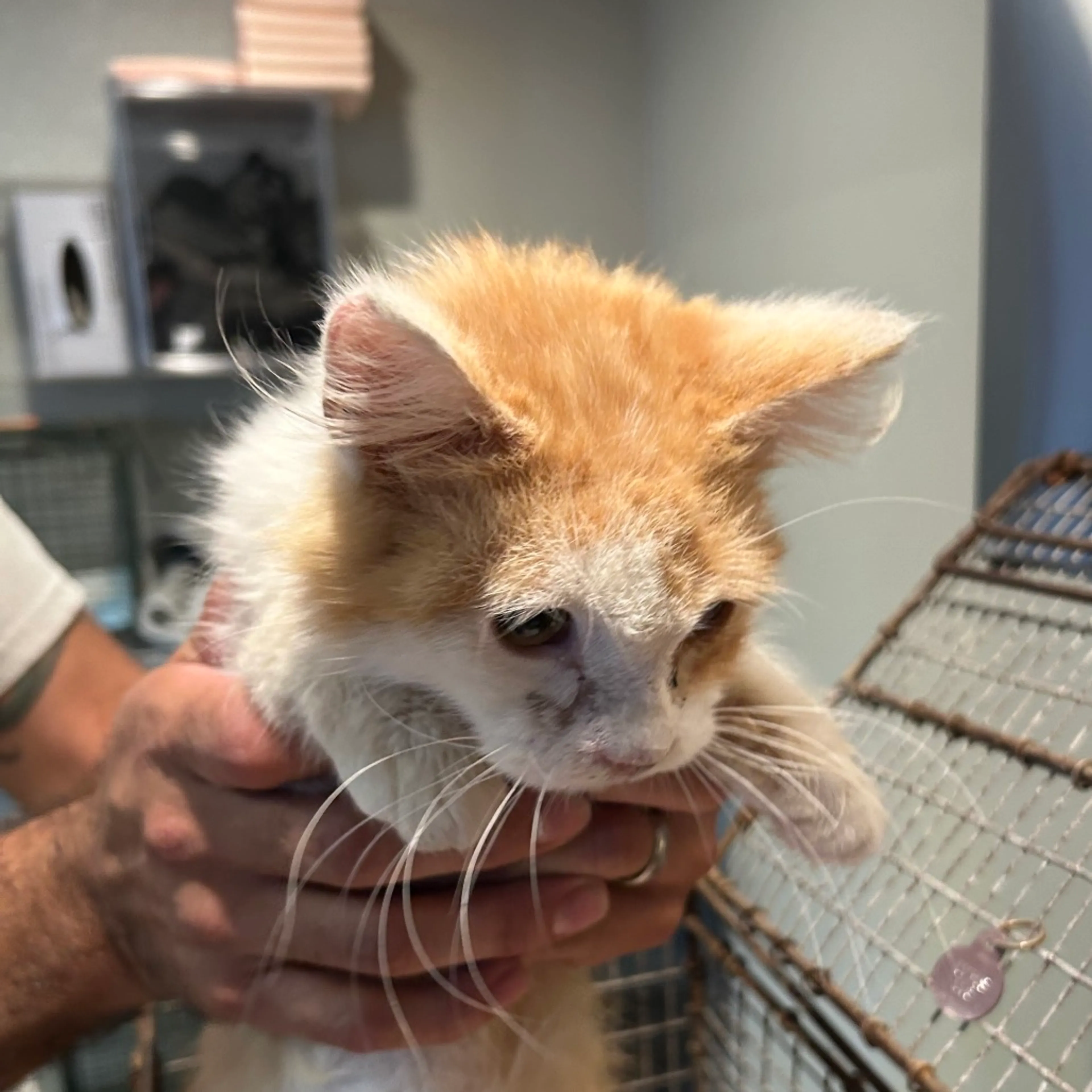 Found pet-1
