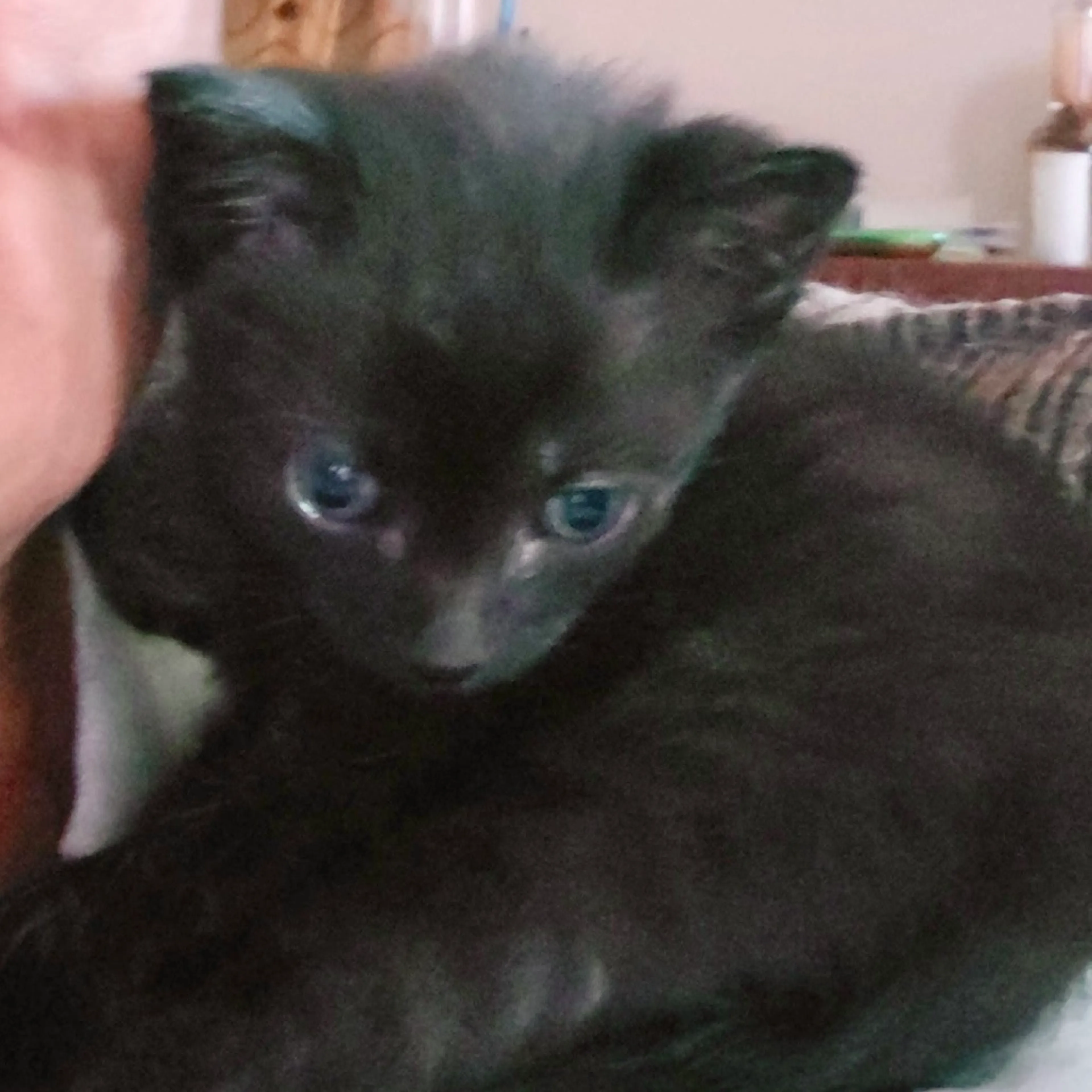 Found pet-3
