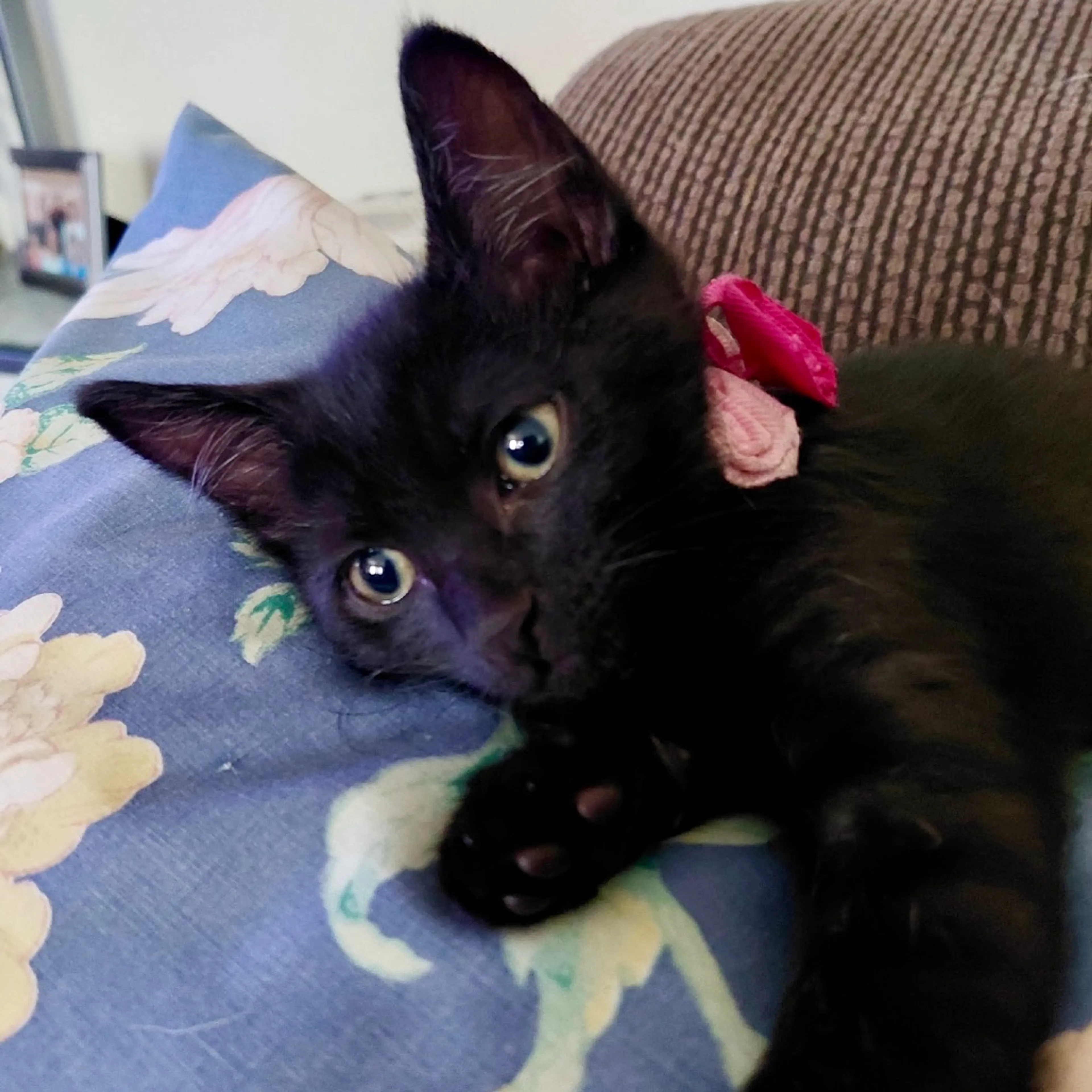 Found pet-1