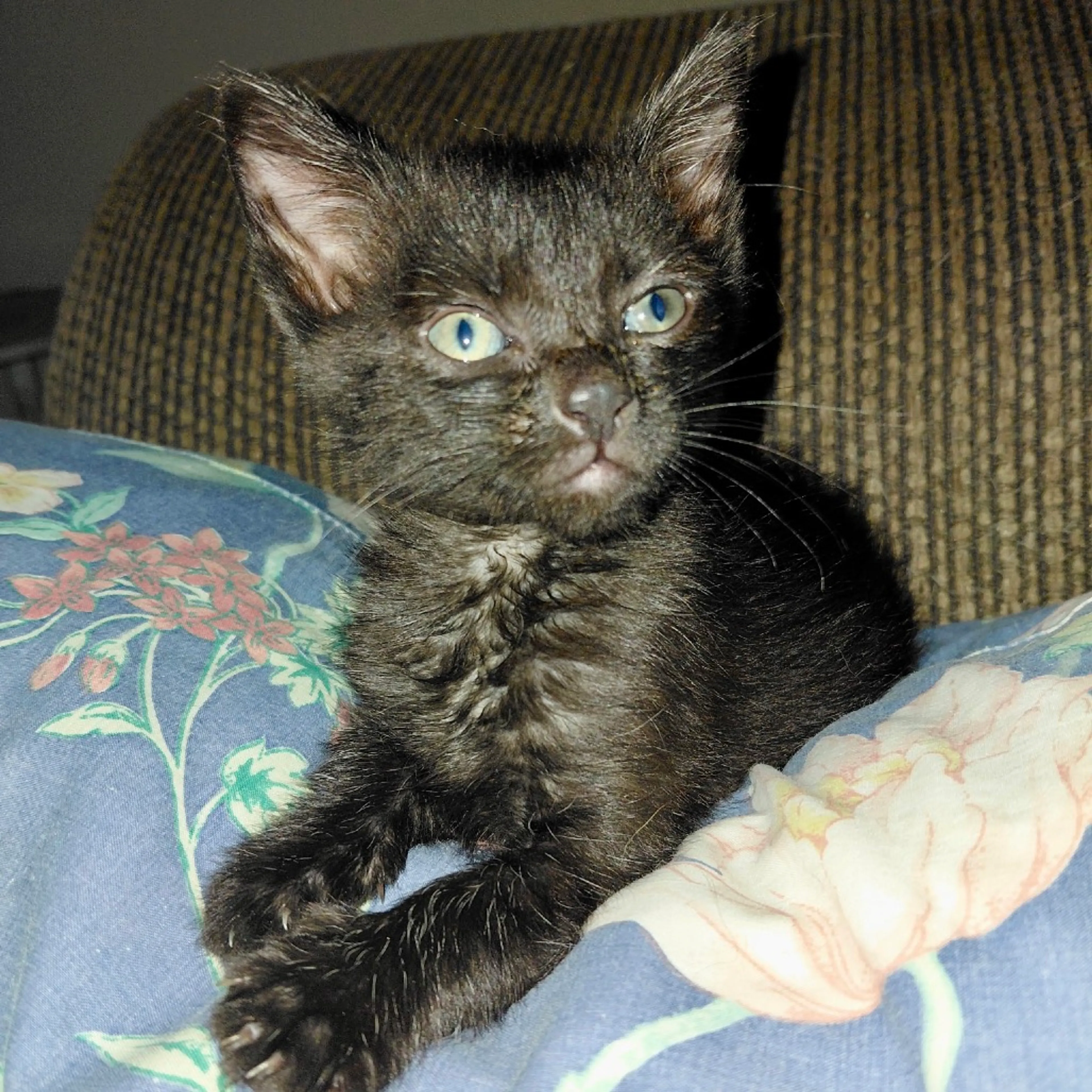 Found pet-2