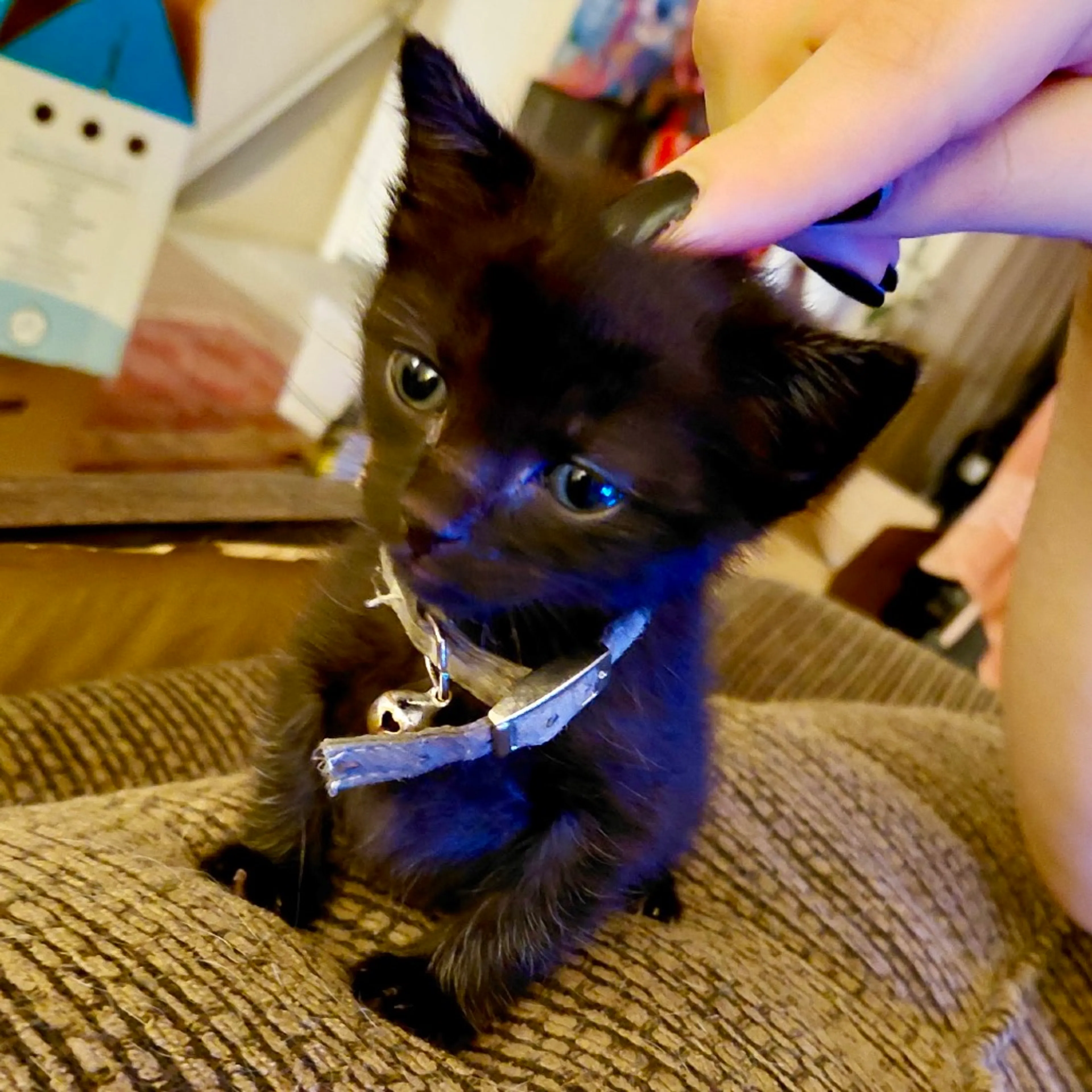 Found pet-4