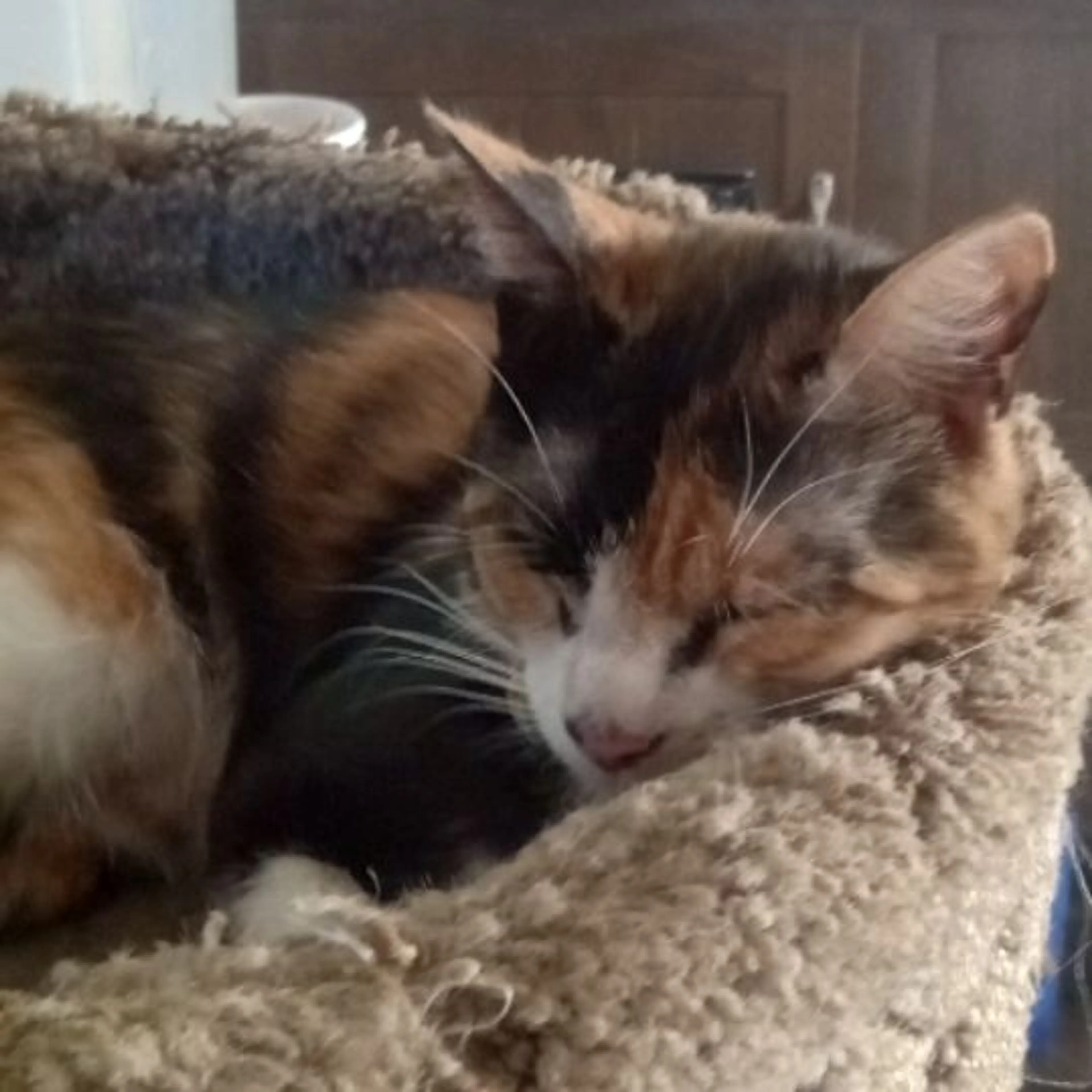Lost pet