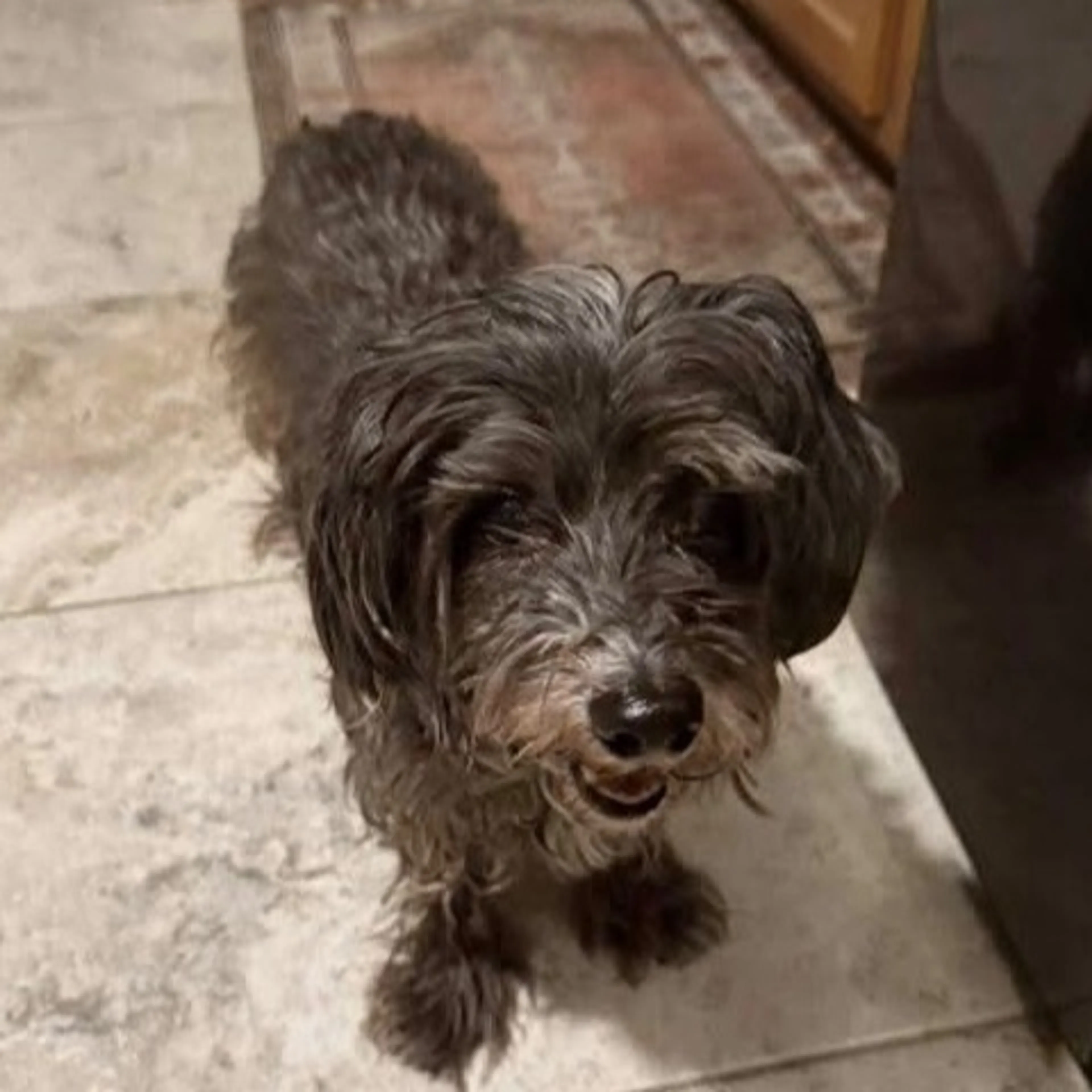 Lost pet