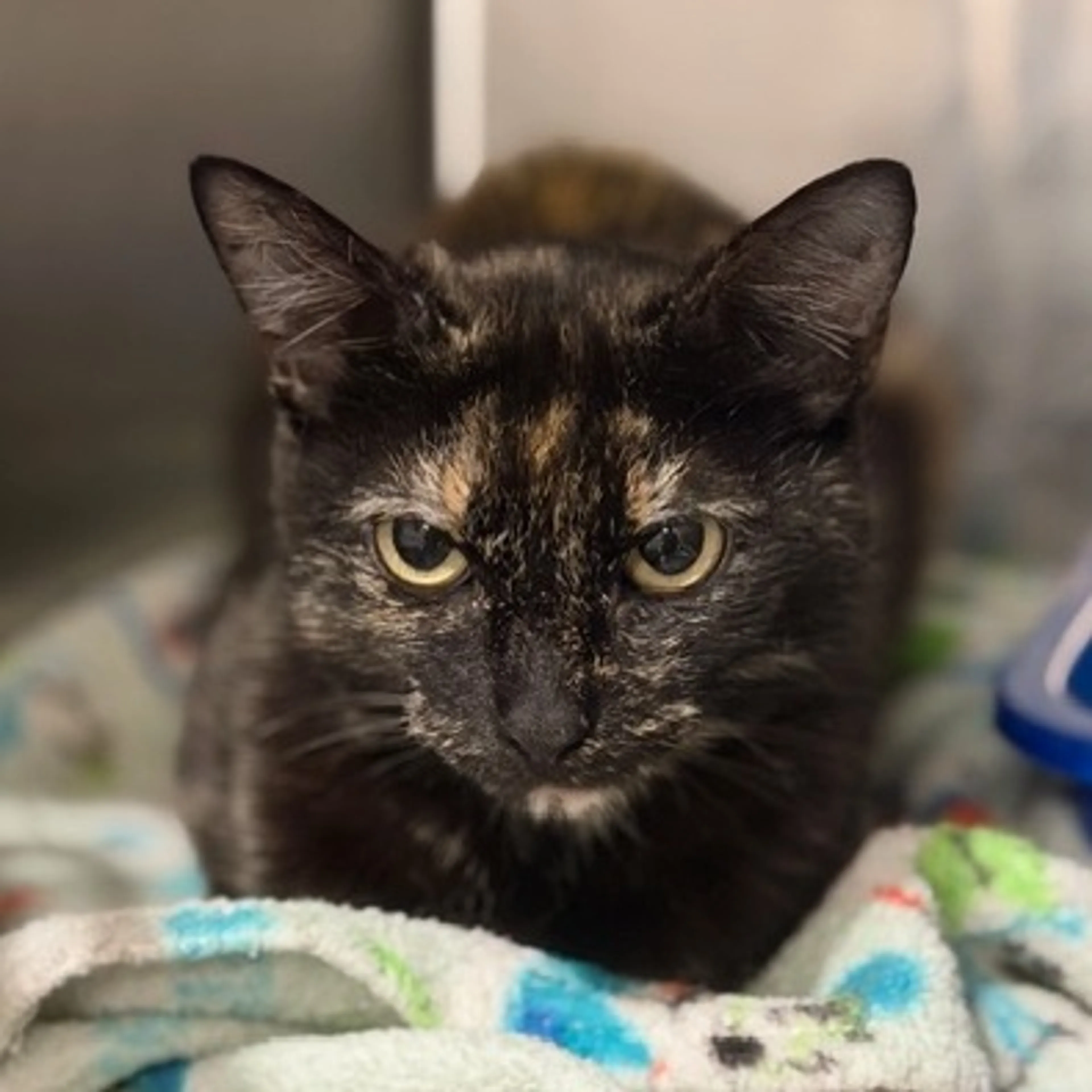 Found pet-1