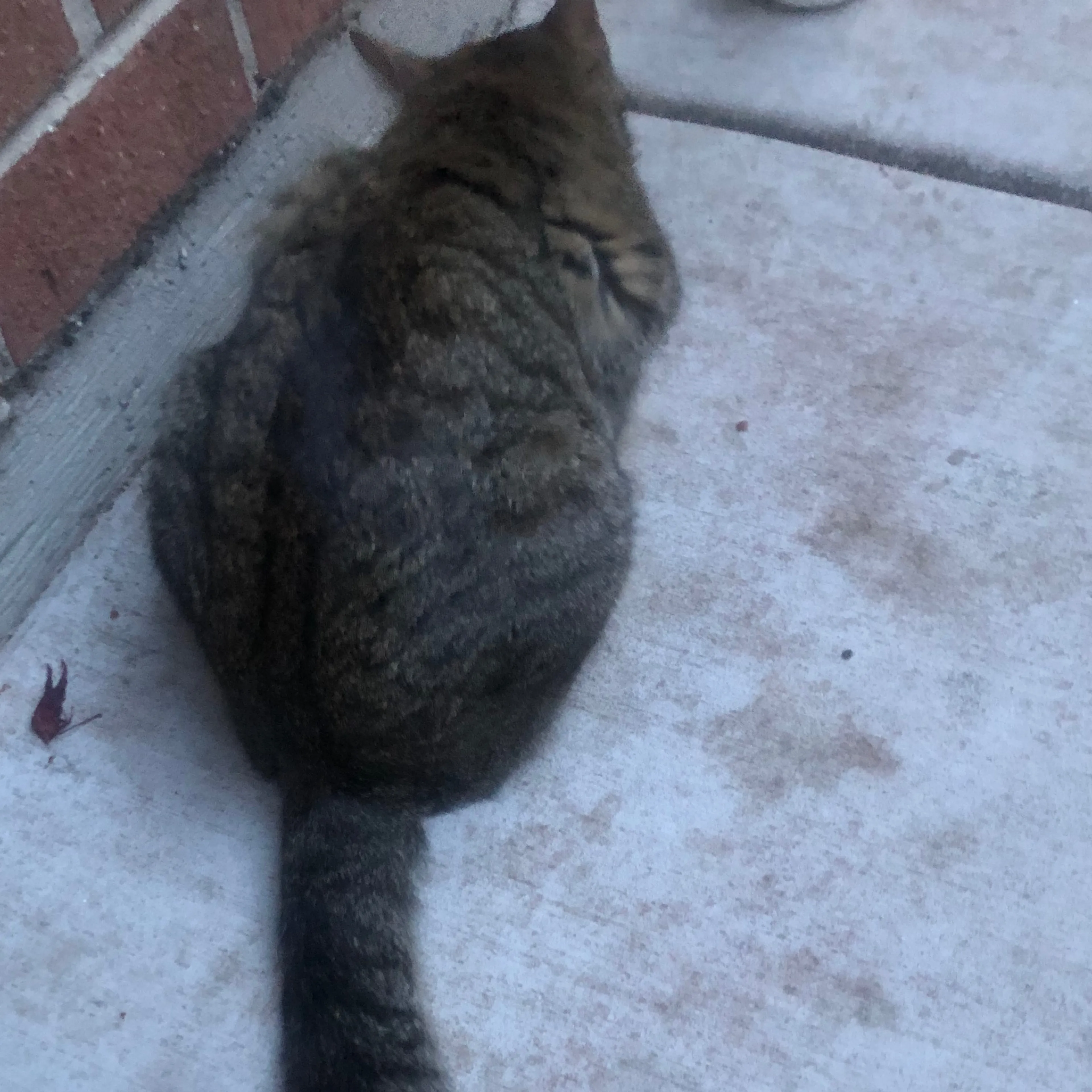 Found pet-3