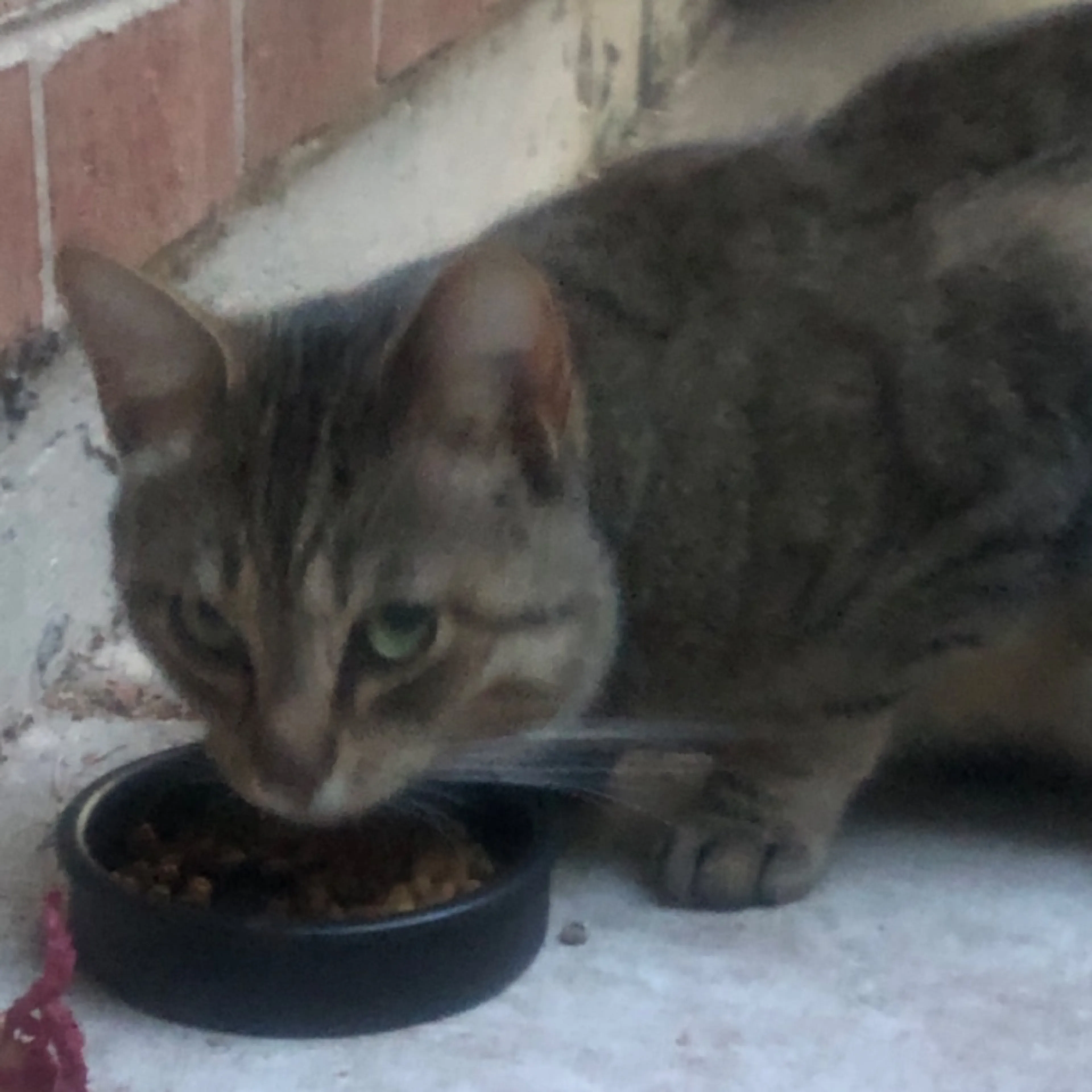 Found pet-0