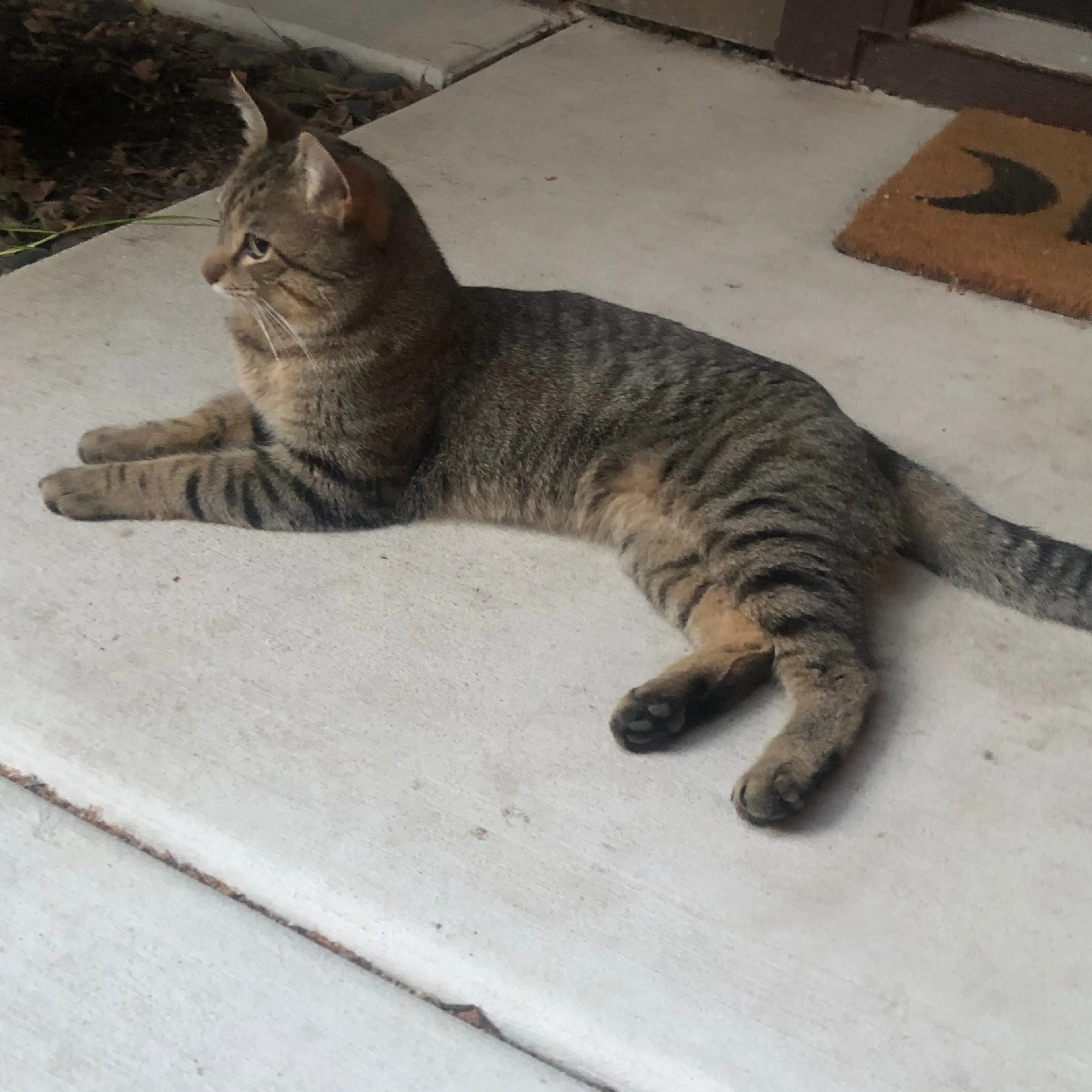 Found pet-1