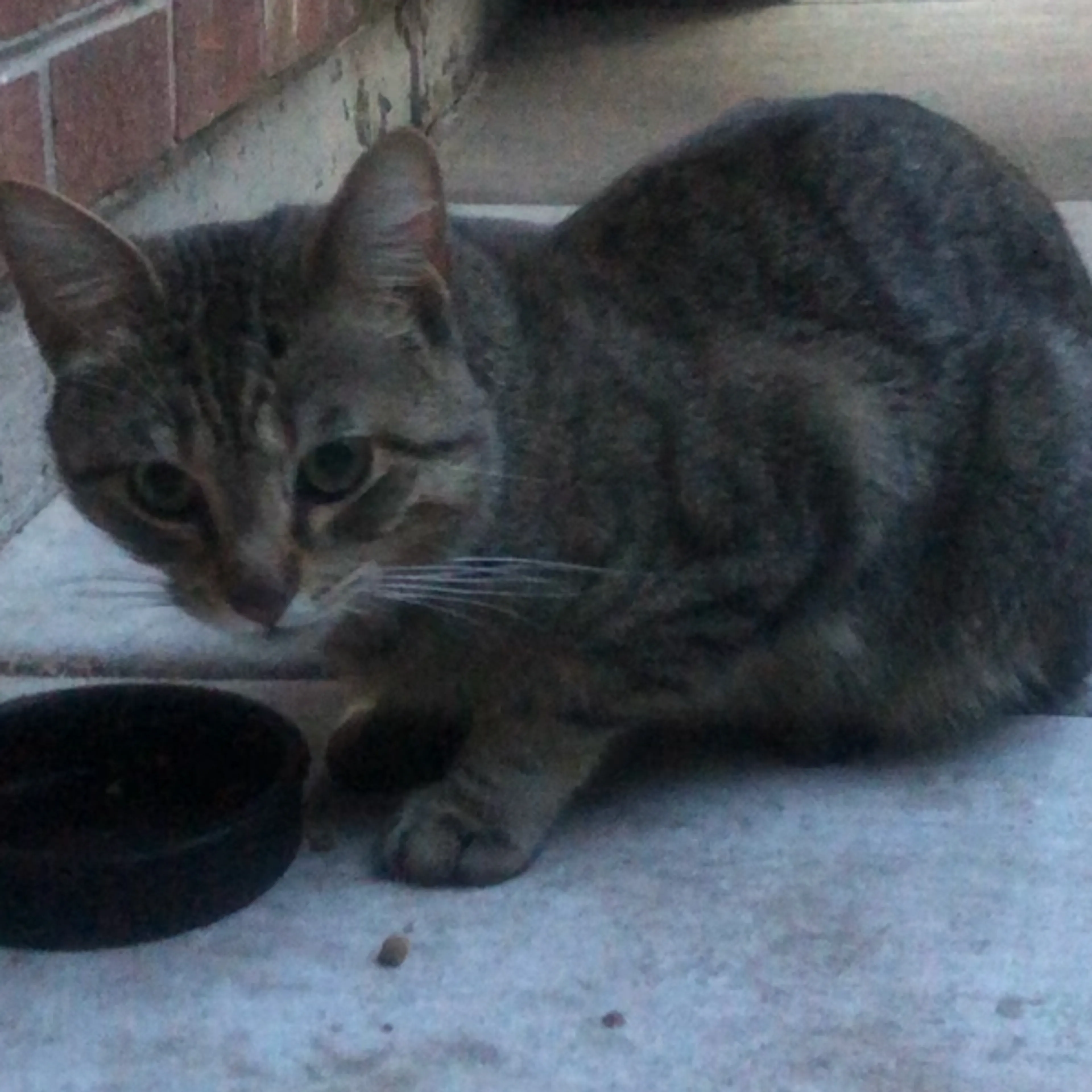Found pet-2