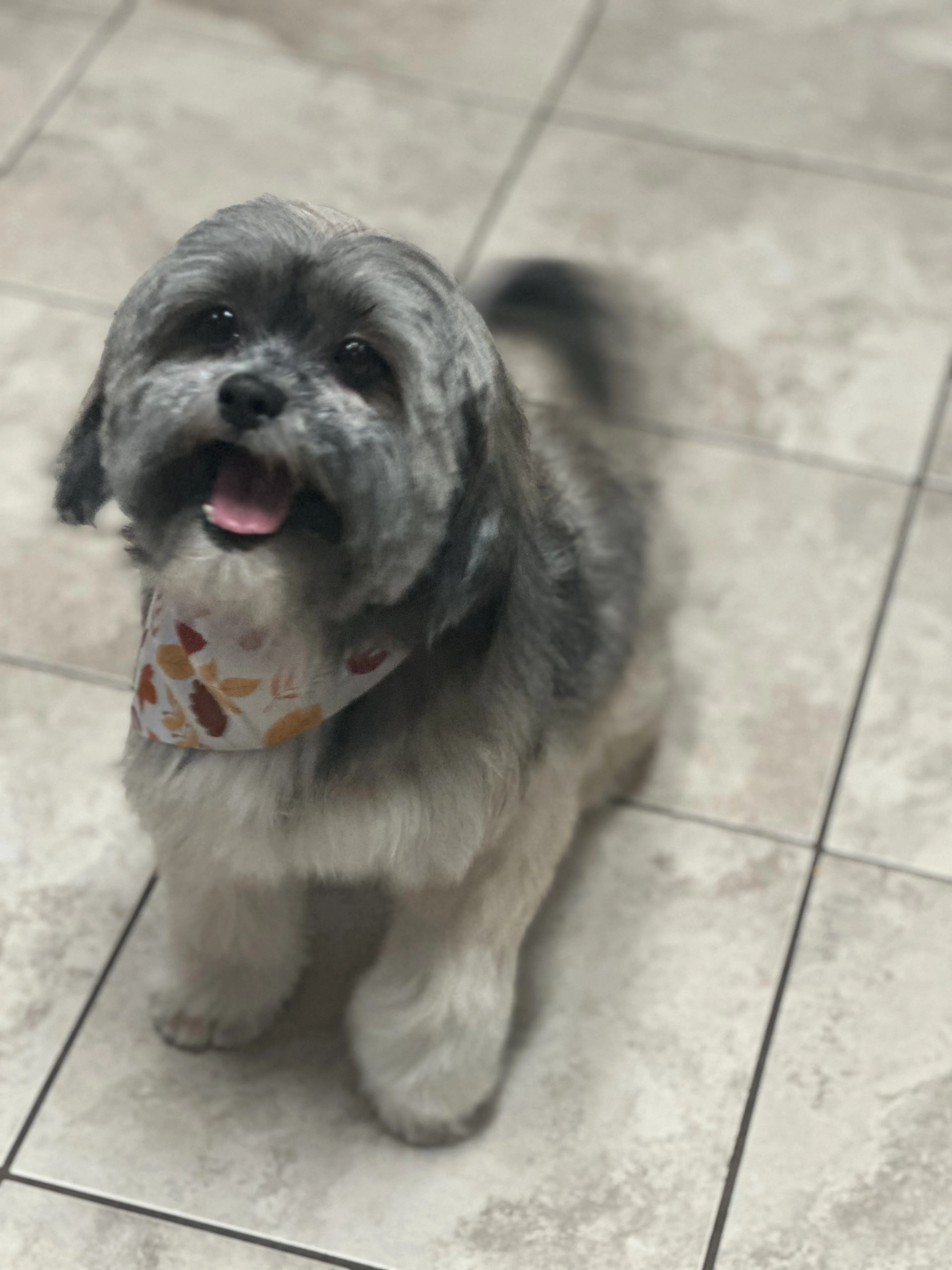 Lost pet-1