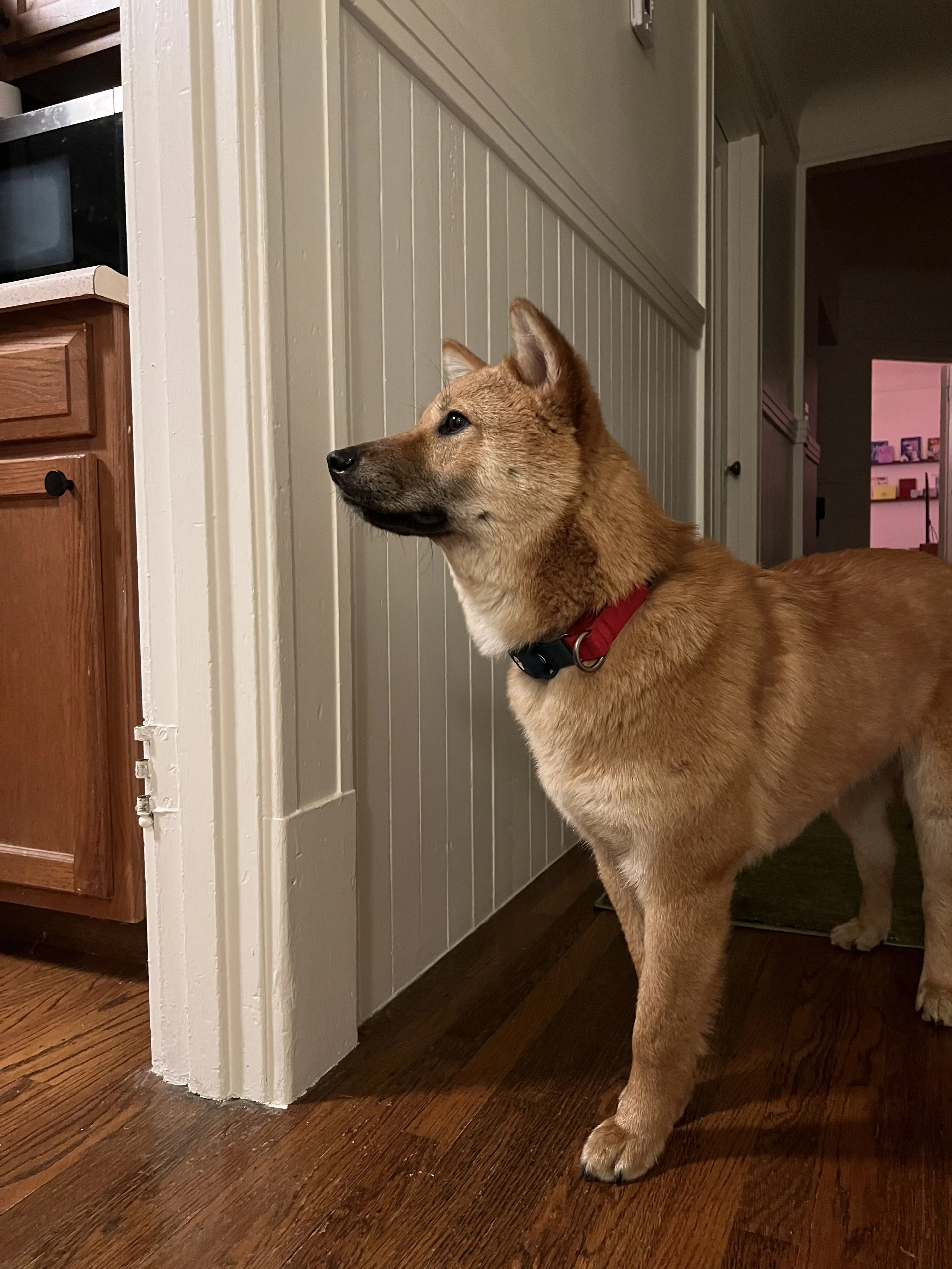 Lost pet-0