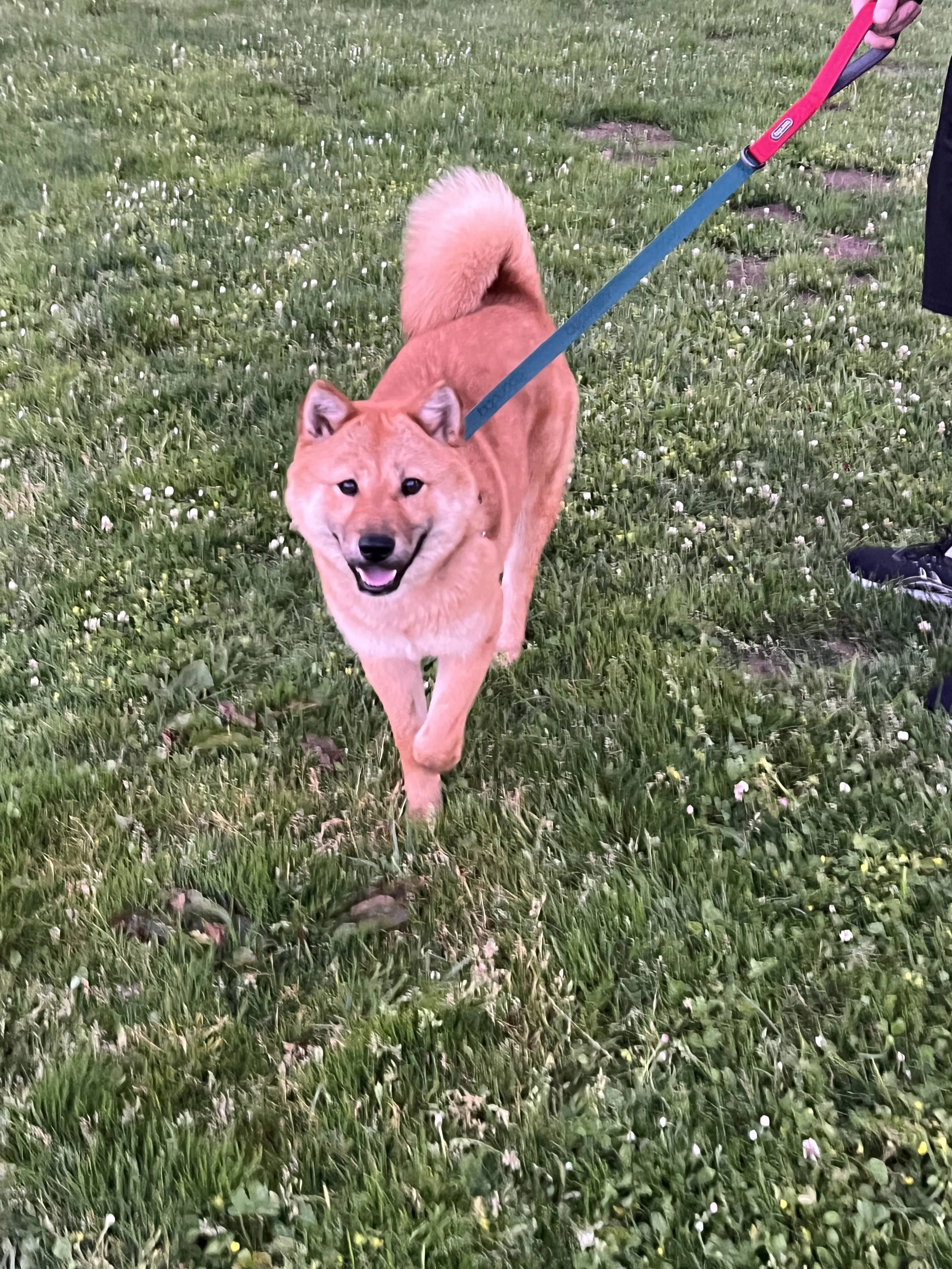 Lost pet-1