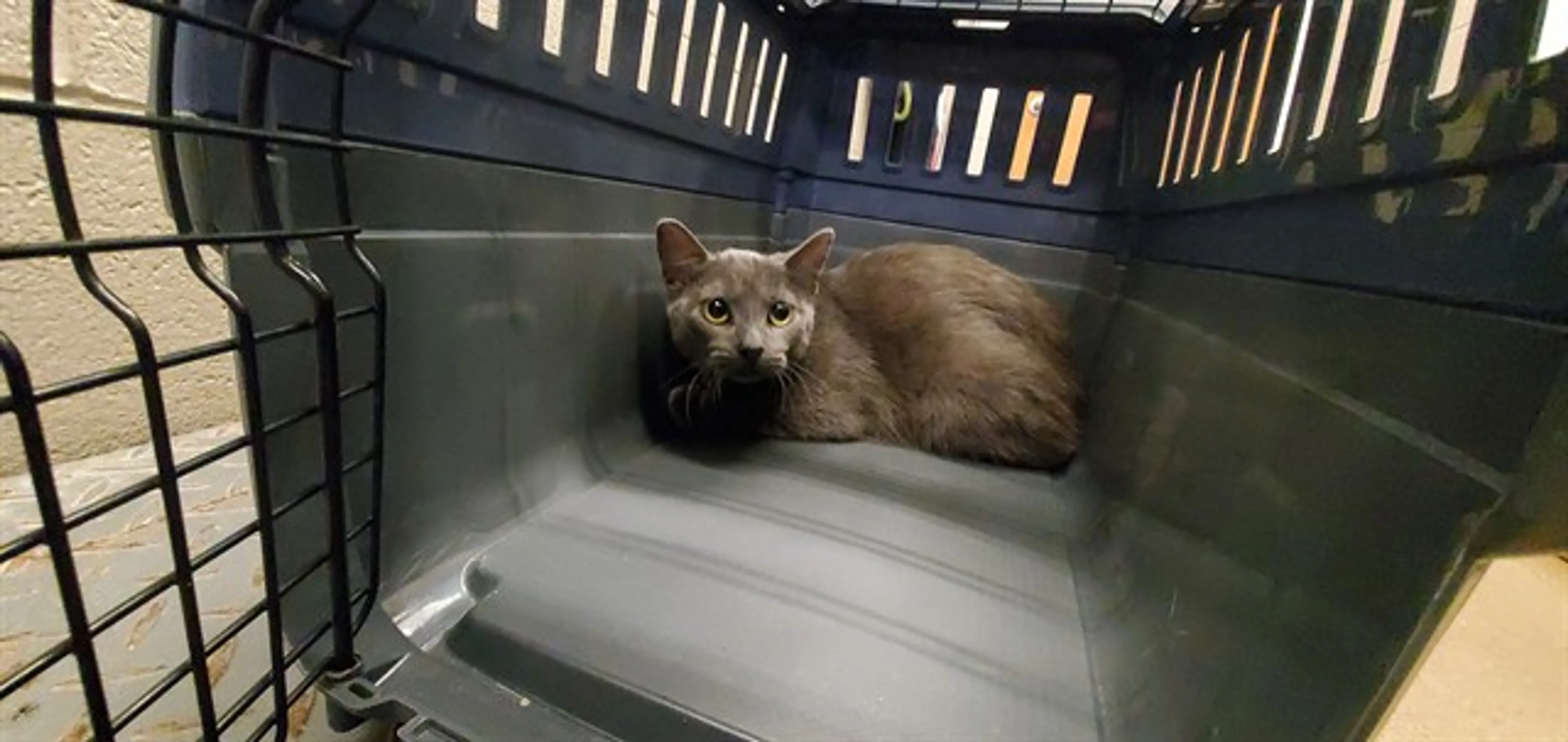 Found pet