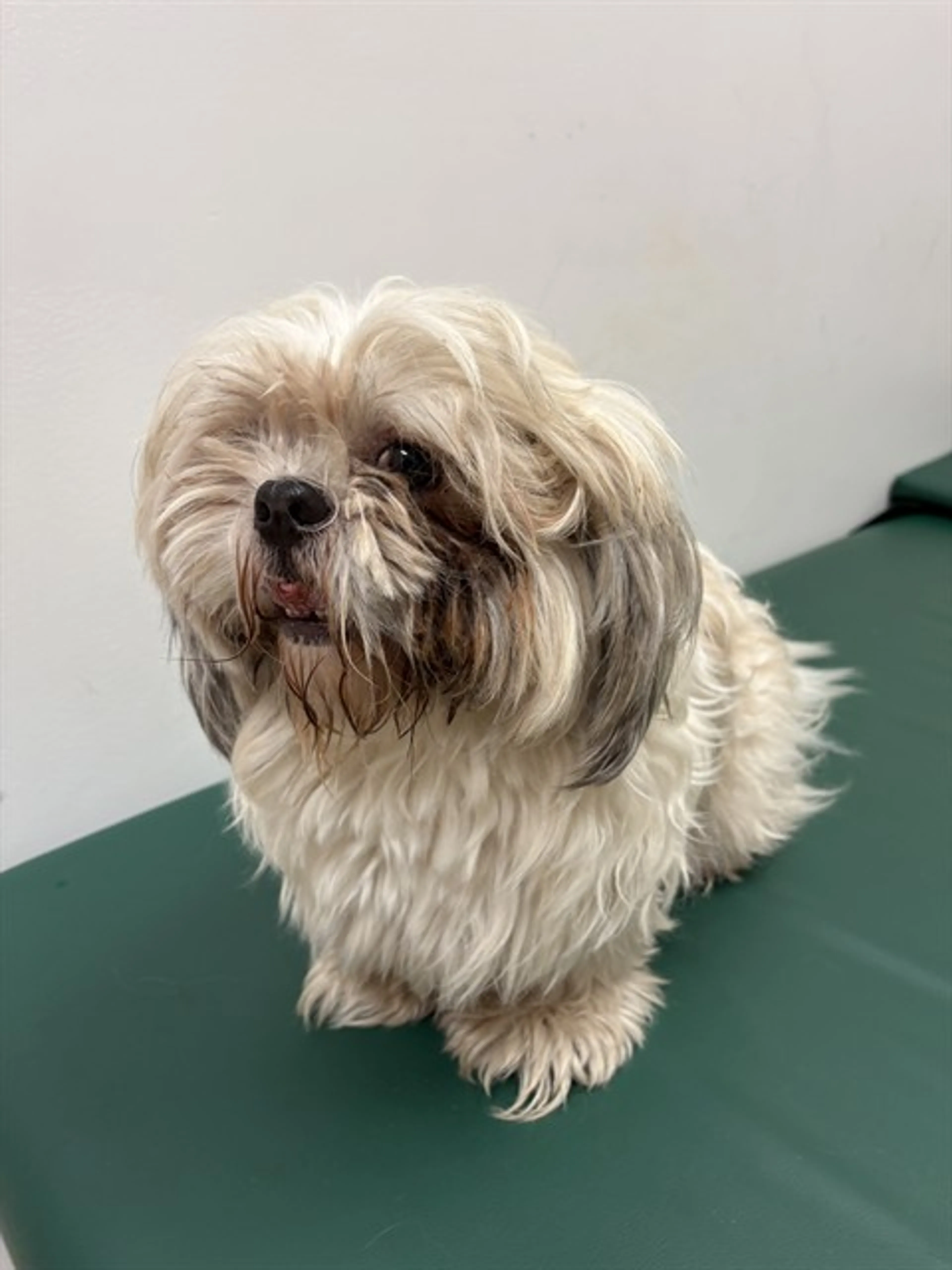 Found pet
