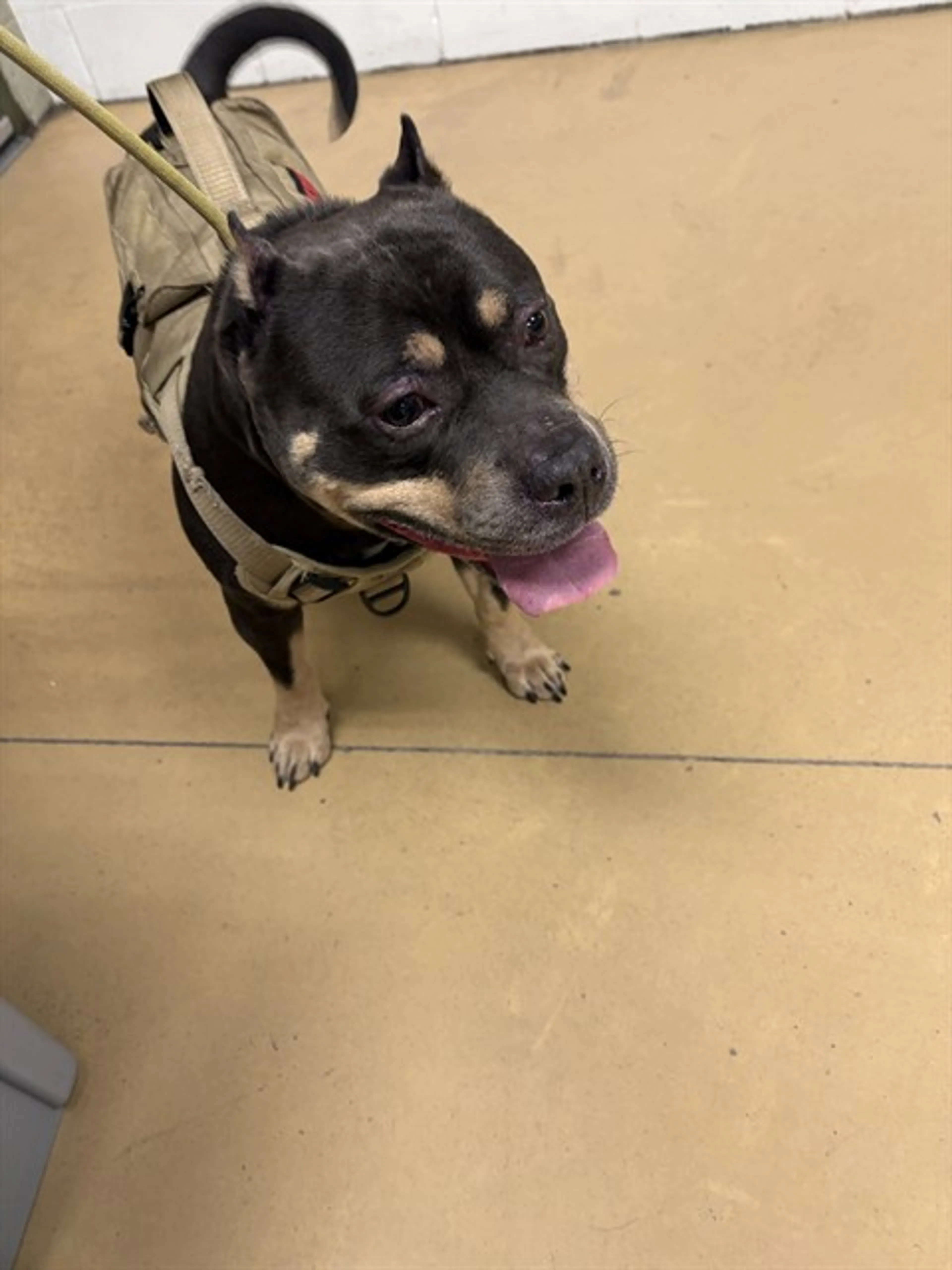 Found pet