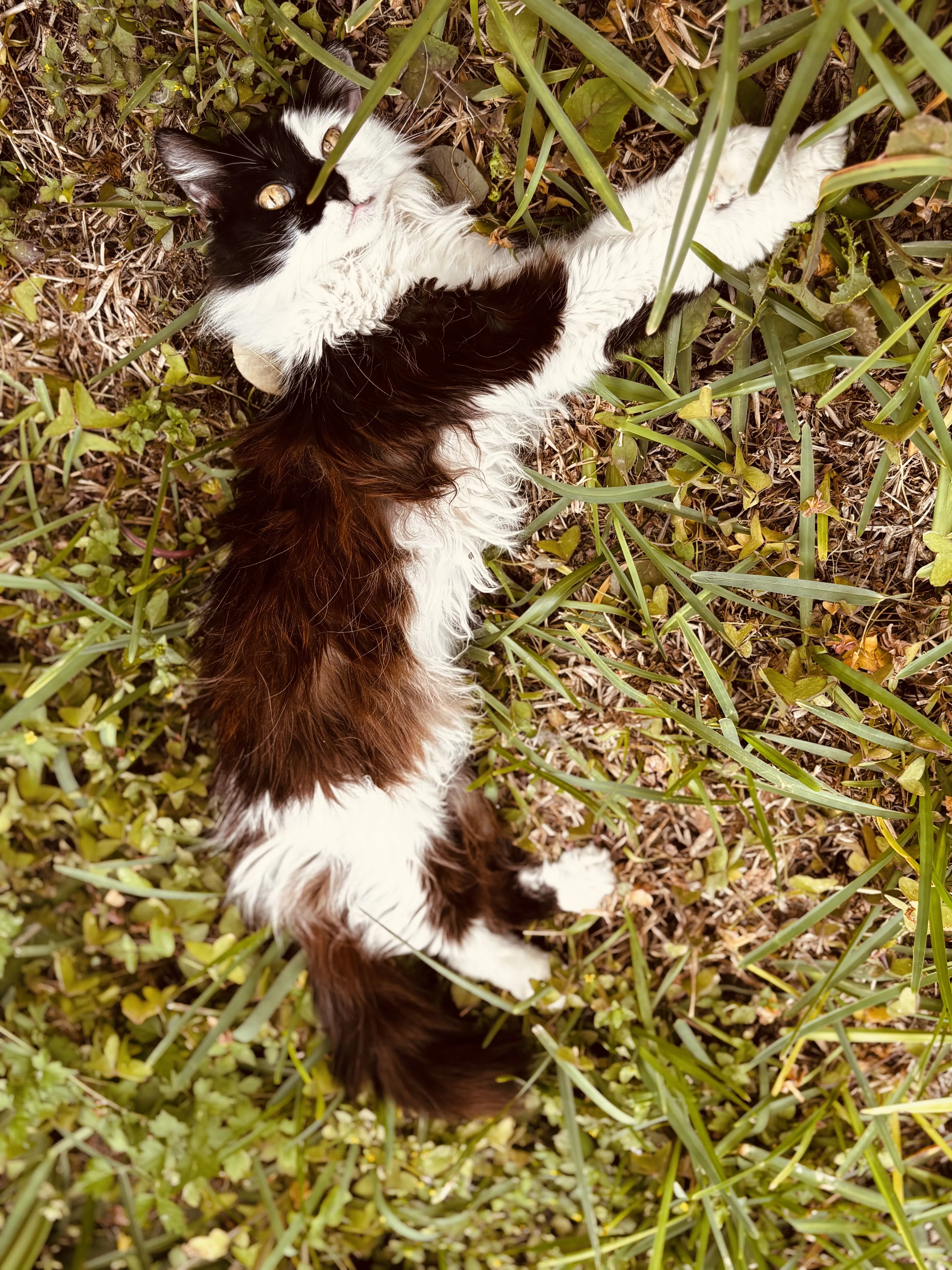 Lost pet-1