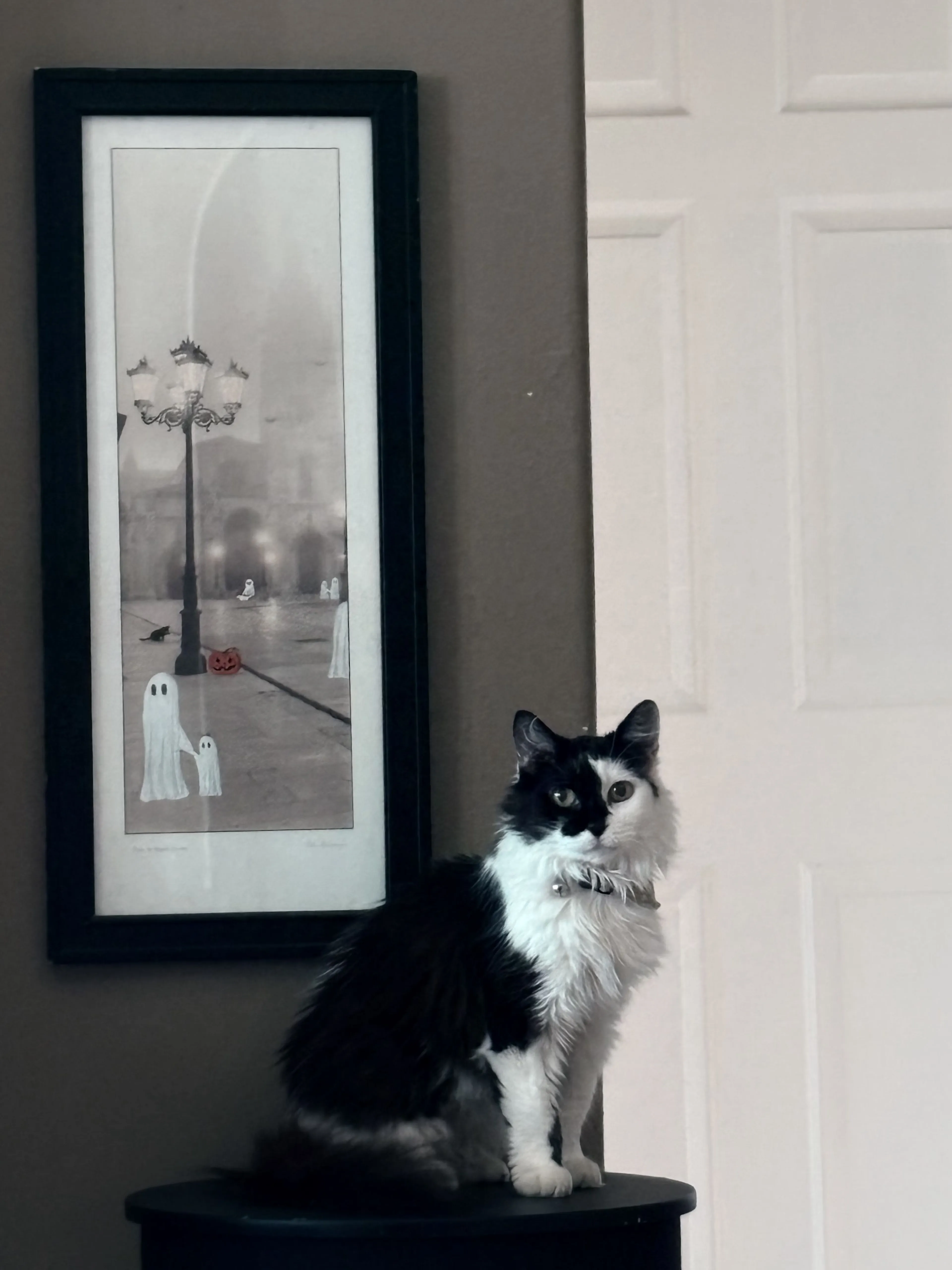 Lost pet-2
