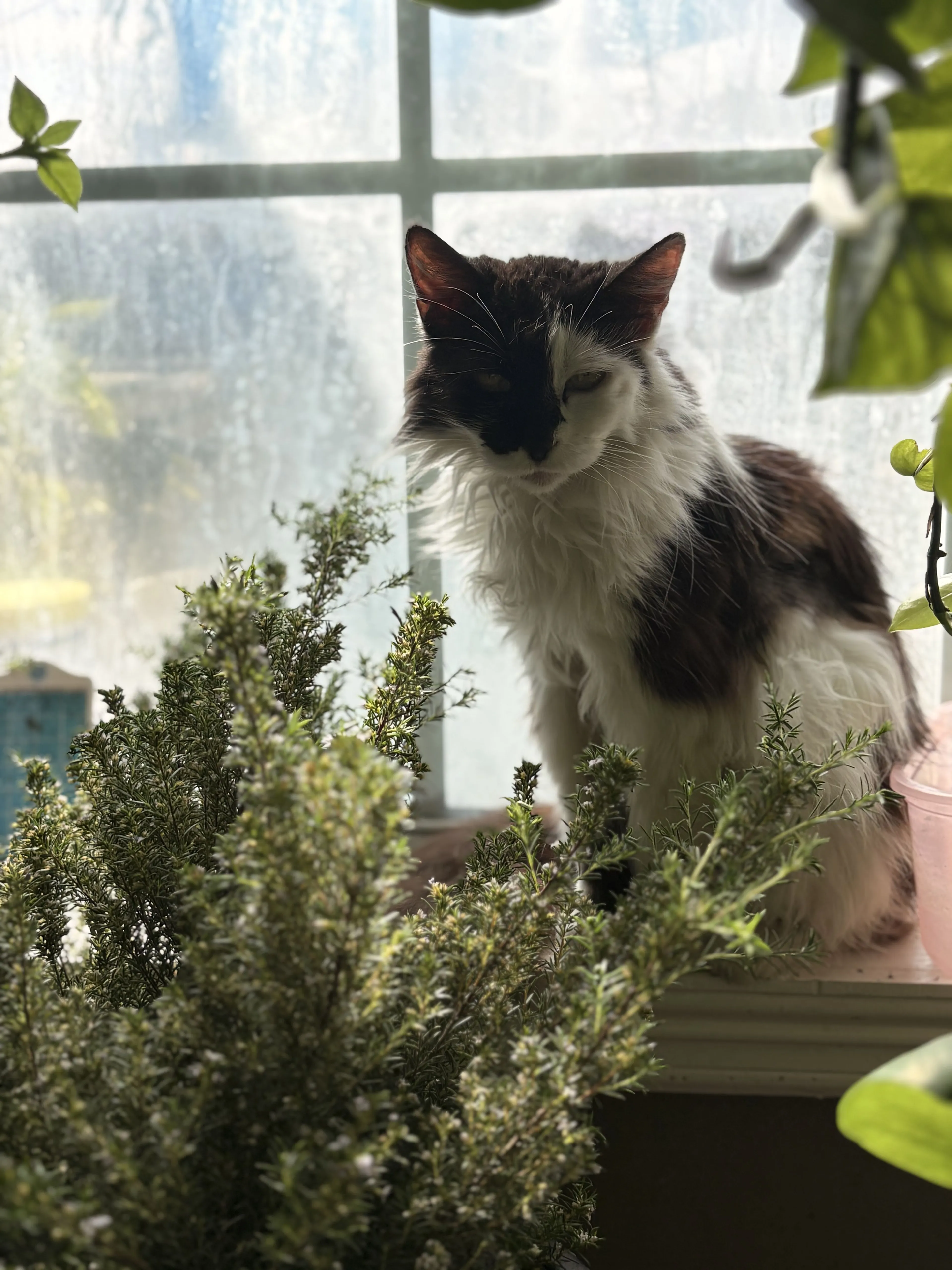 Lost pet-0