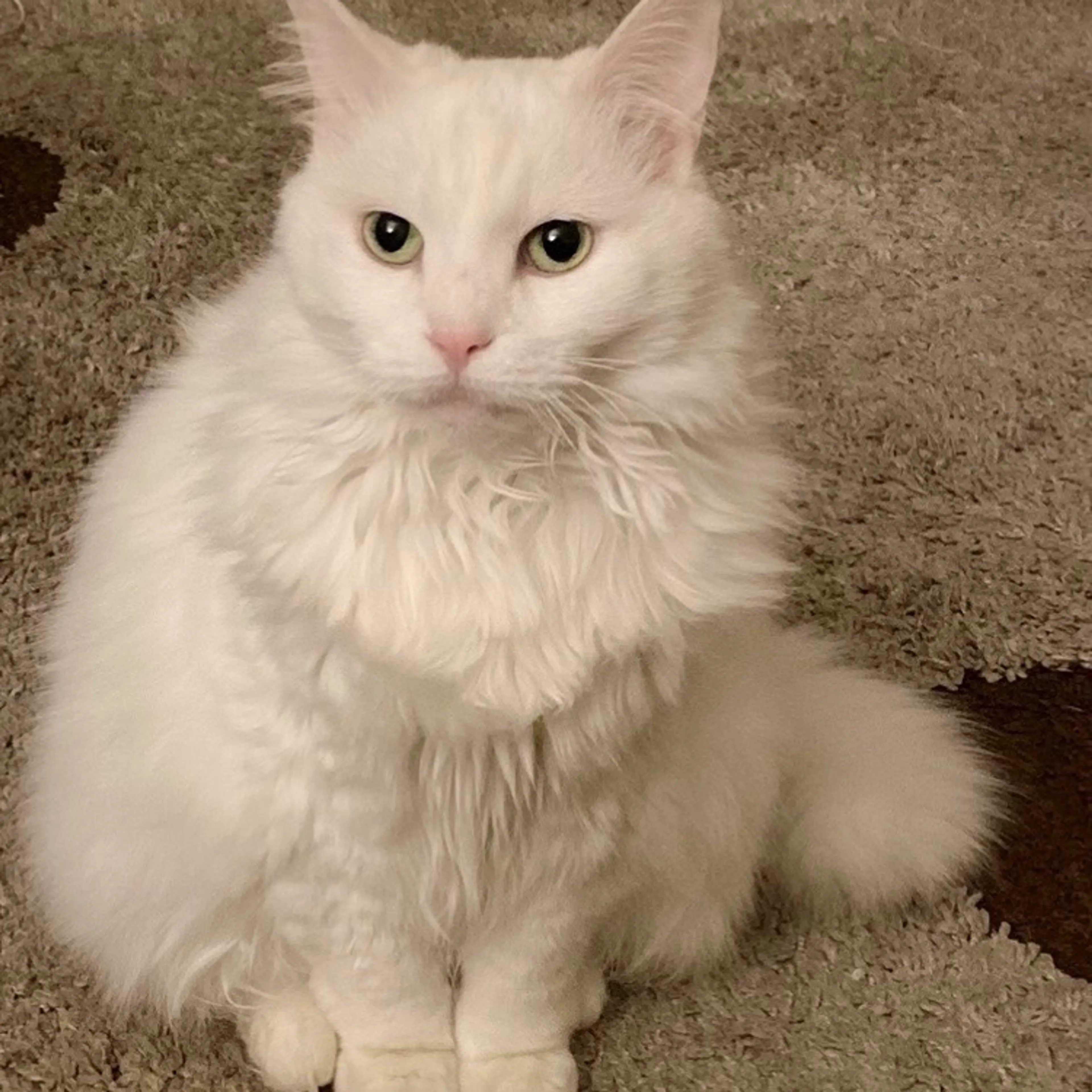 Lost pet