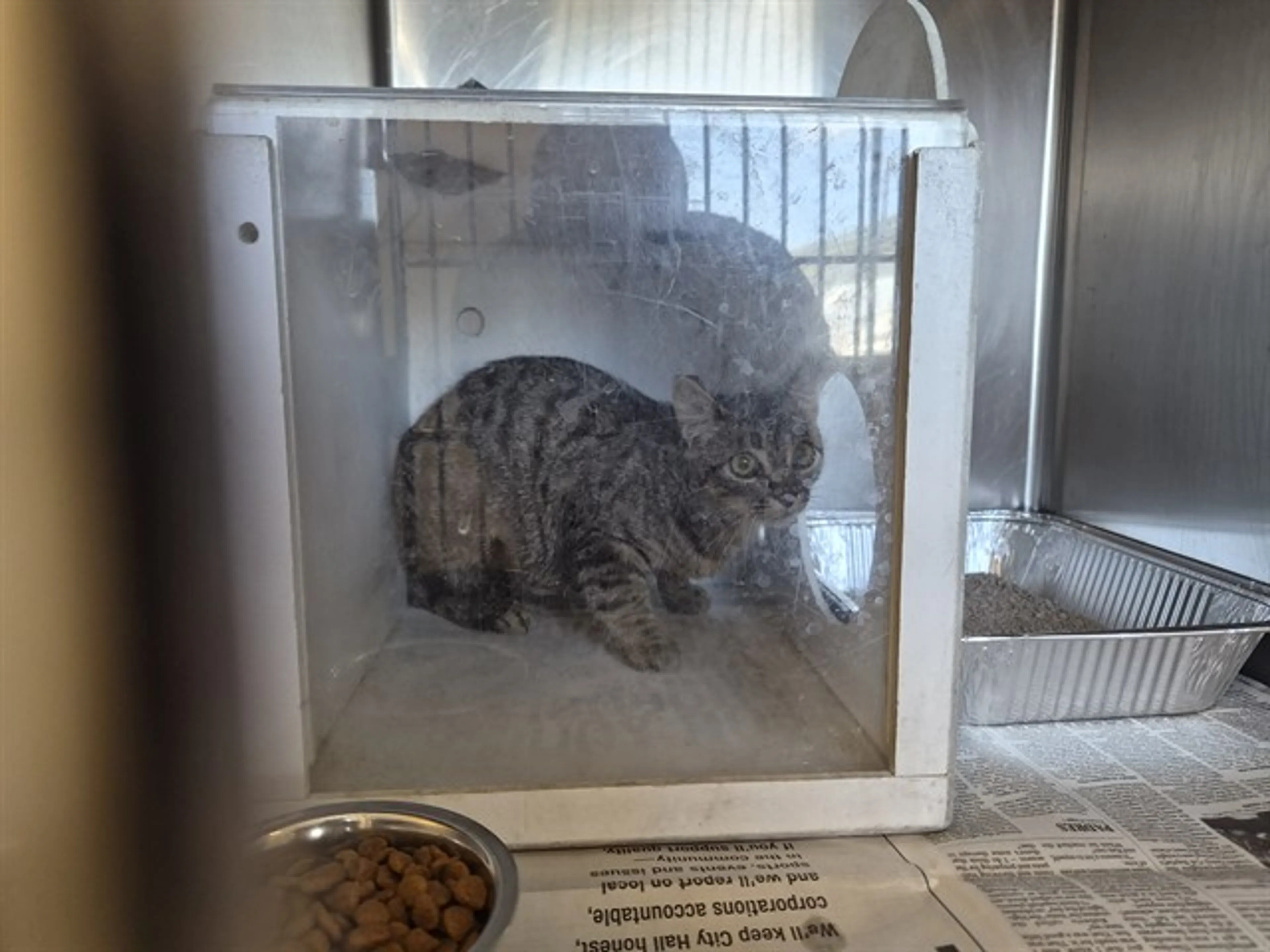 Found pet