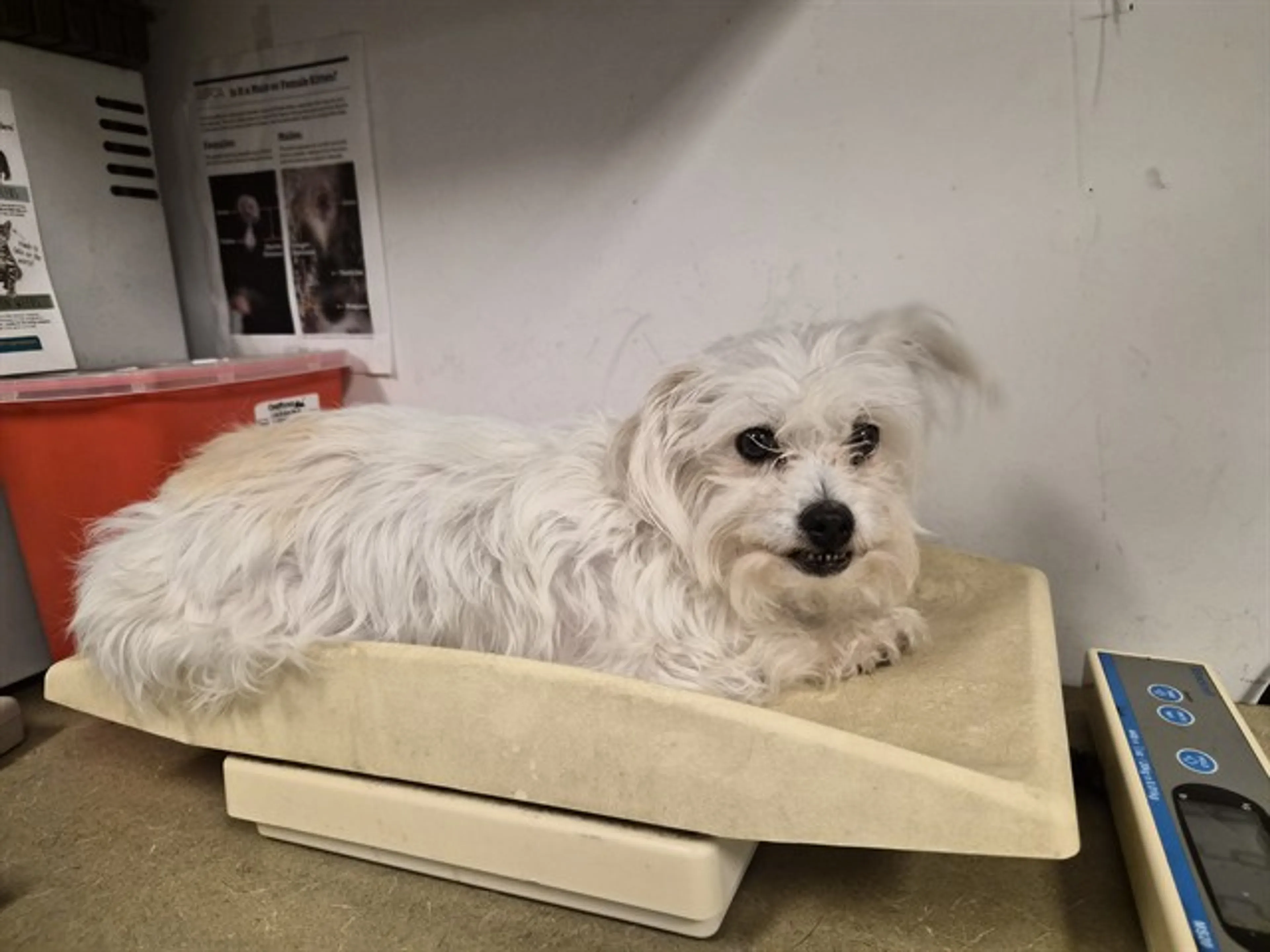 Found pet