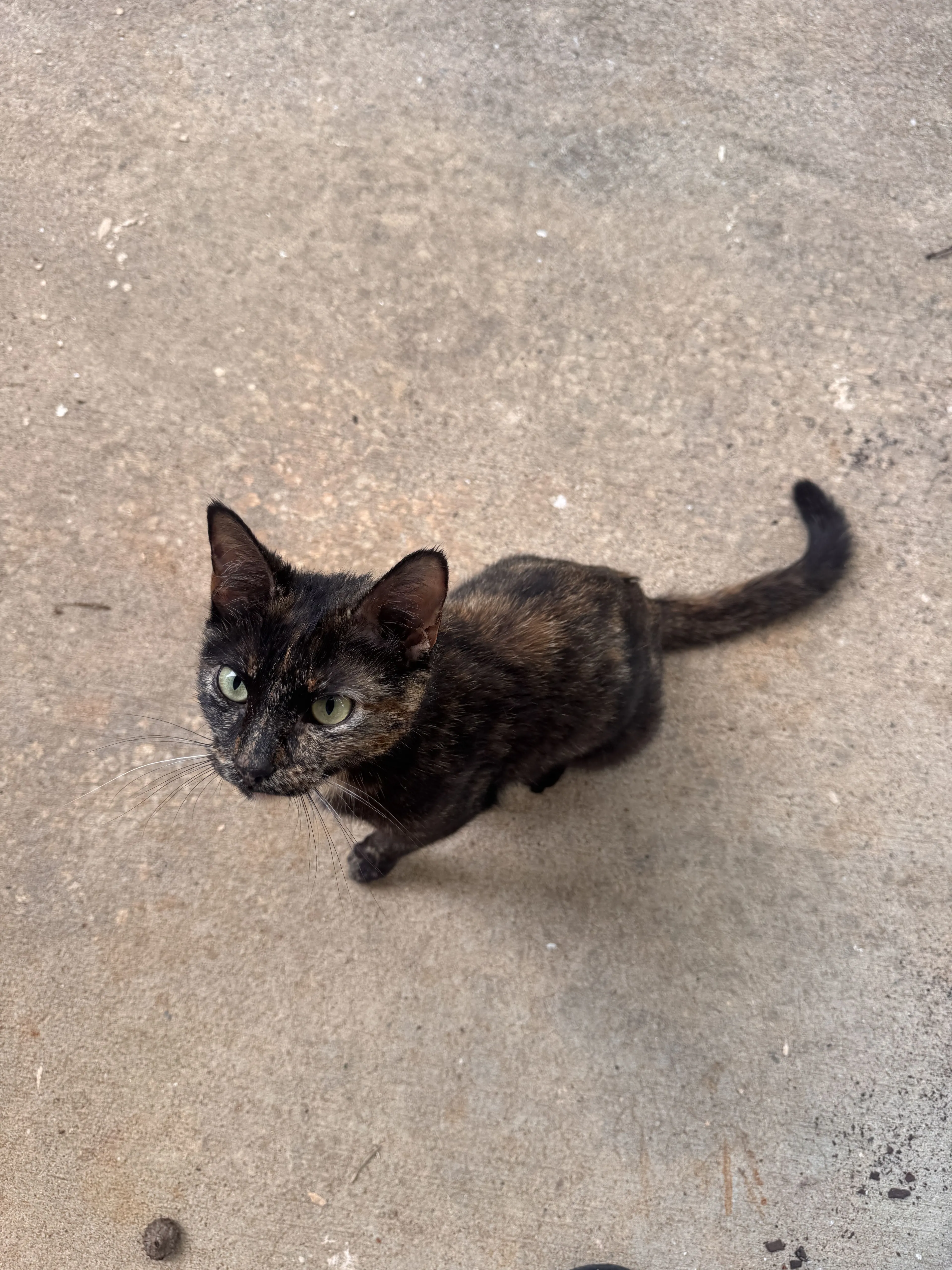 Lost pet-1