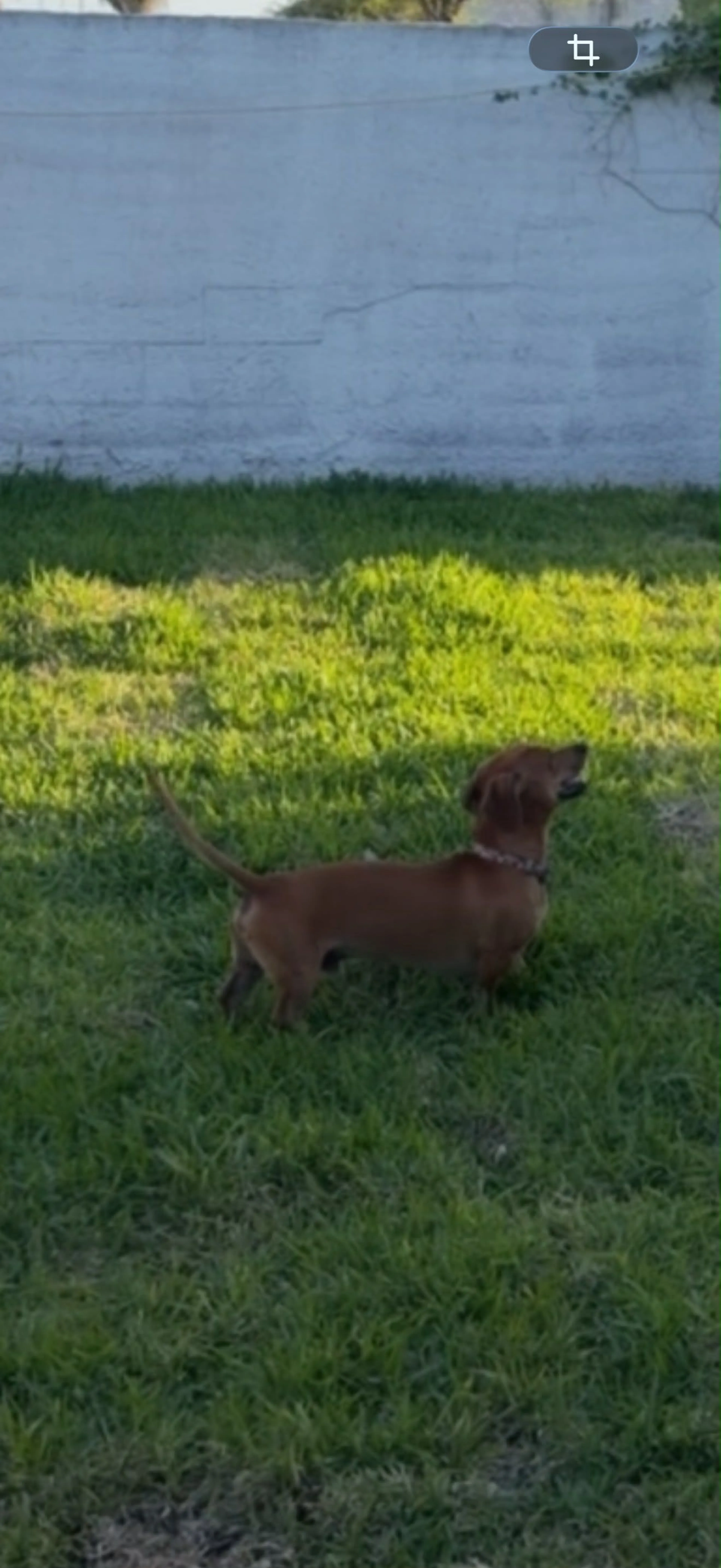 Lost pet-1