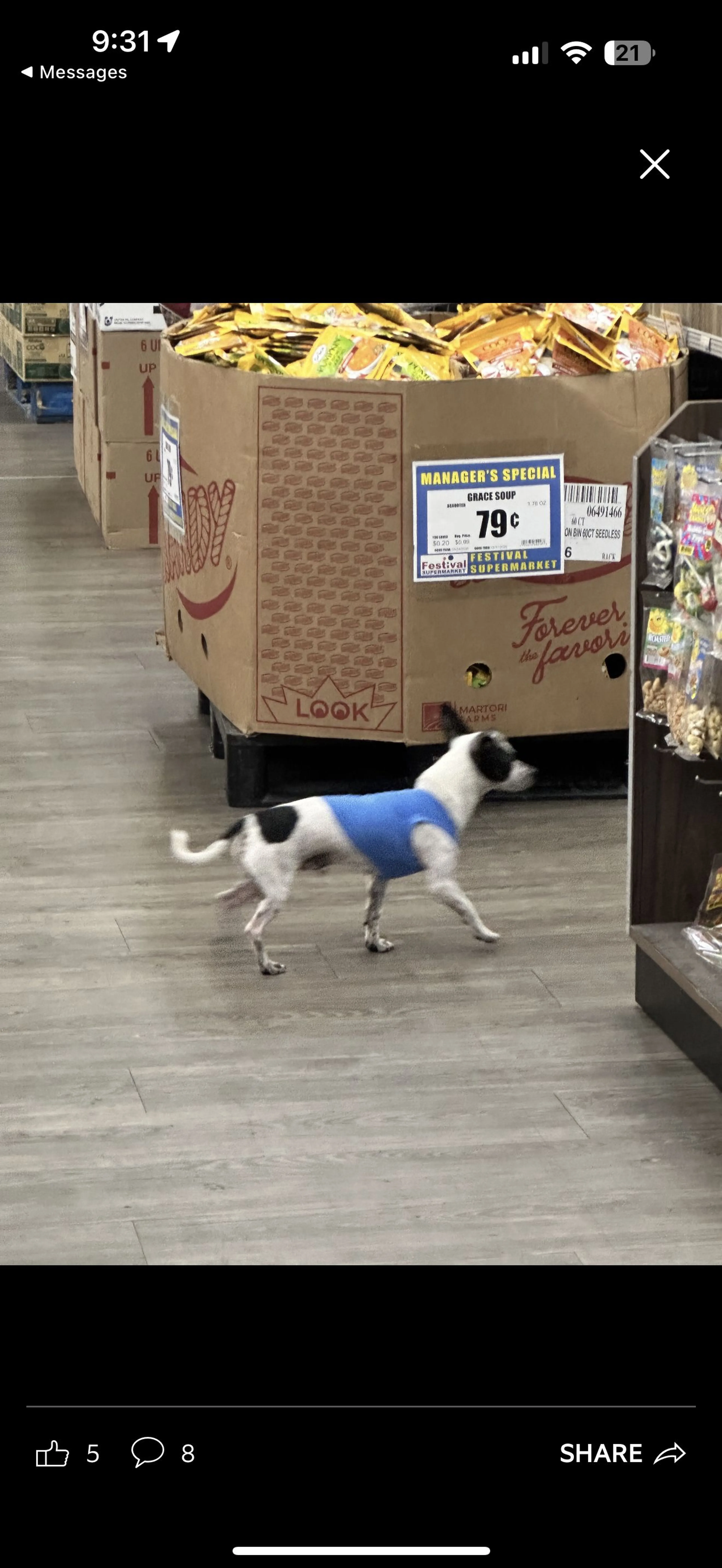 Lost pet