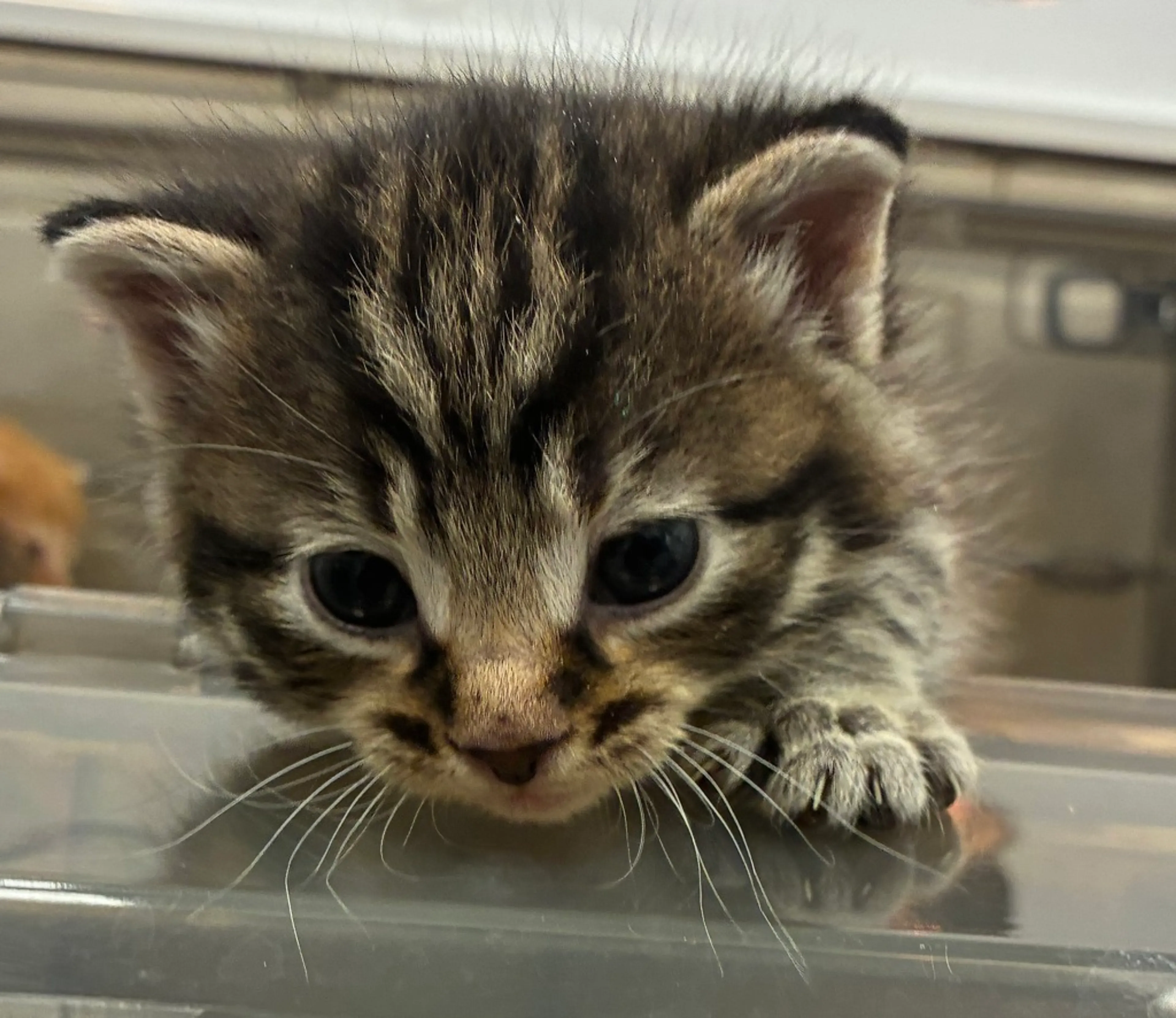 Found pet