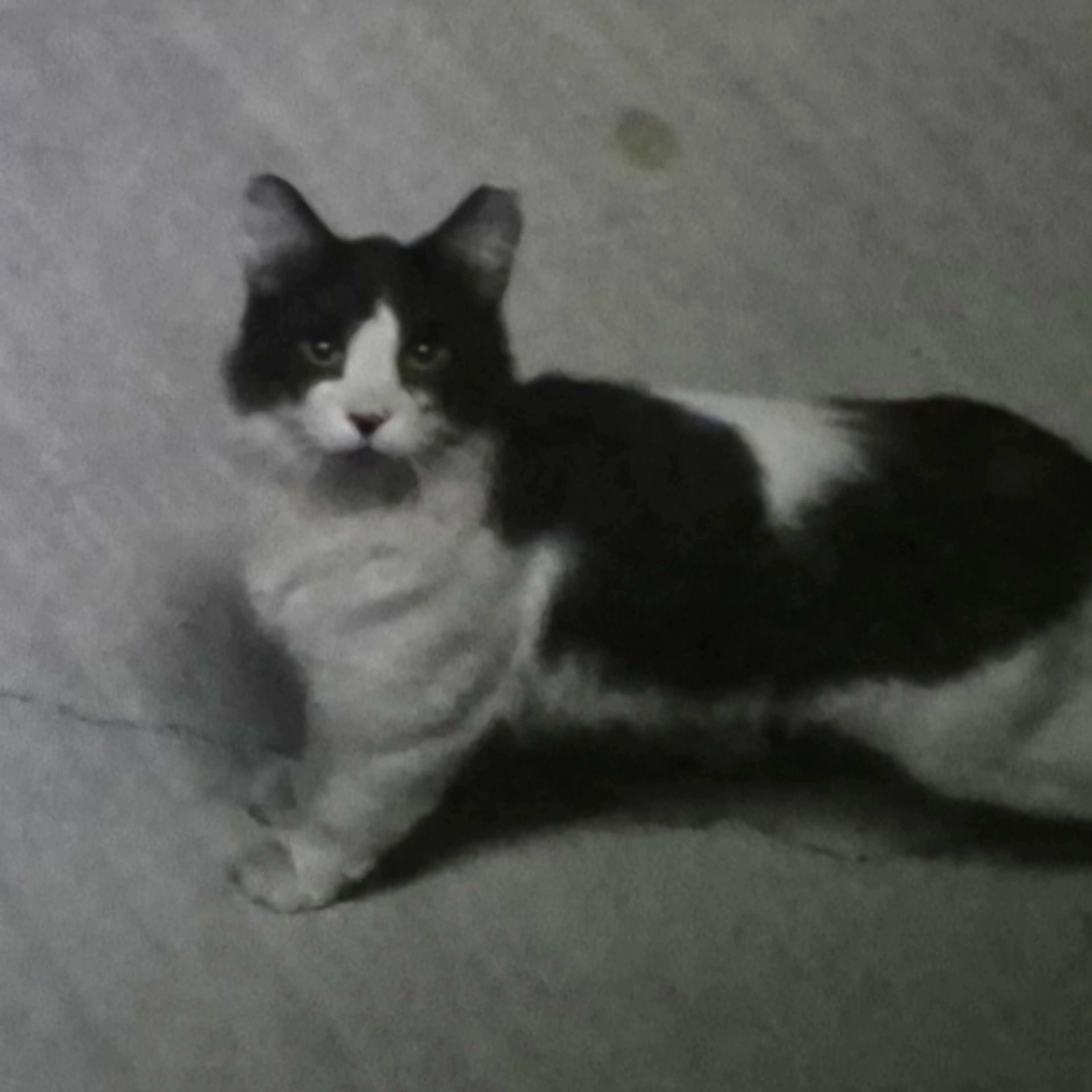 Found pet
