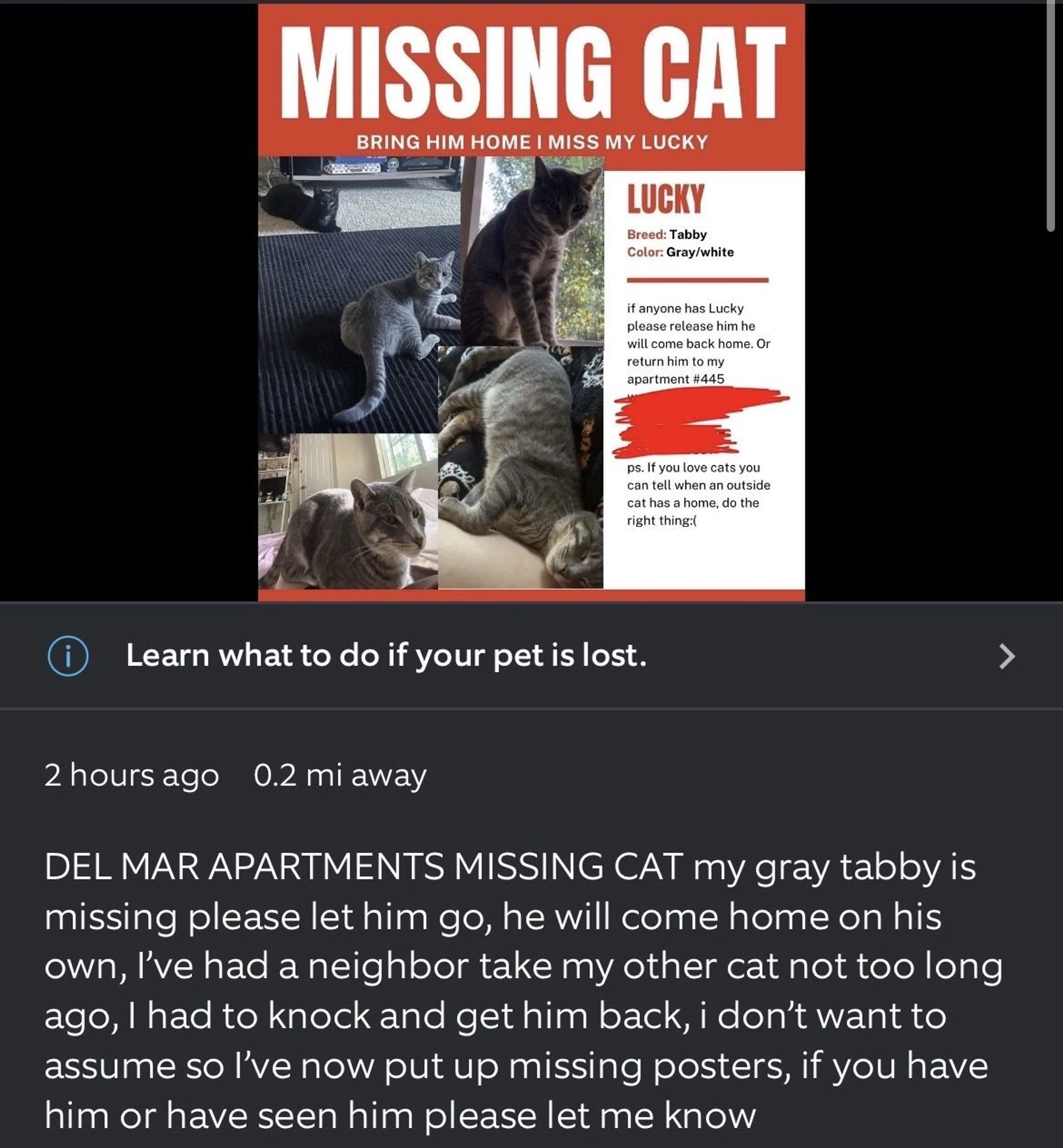 Lost pet