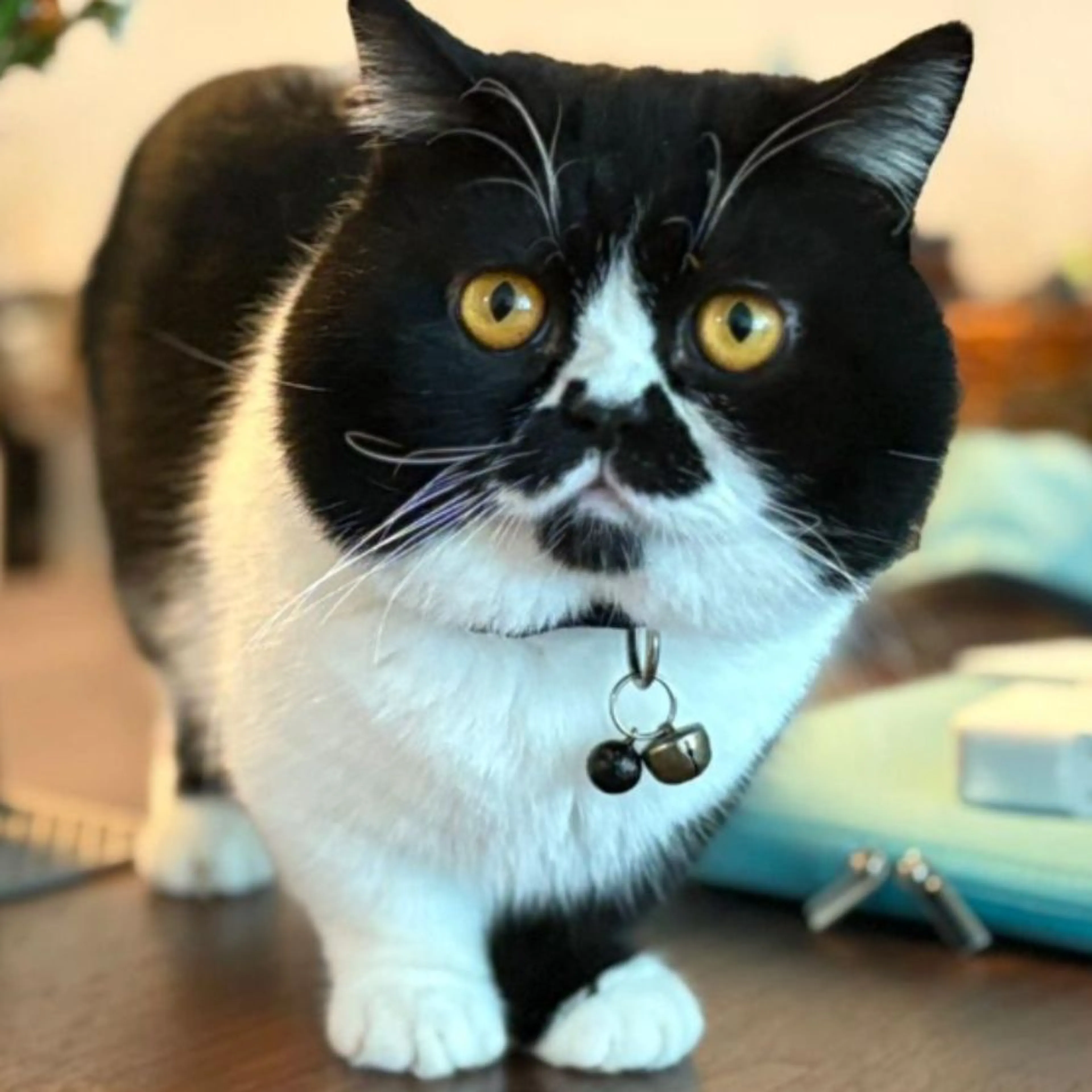 Lost pet