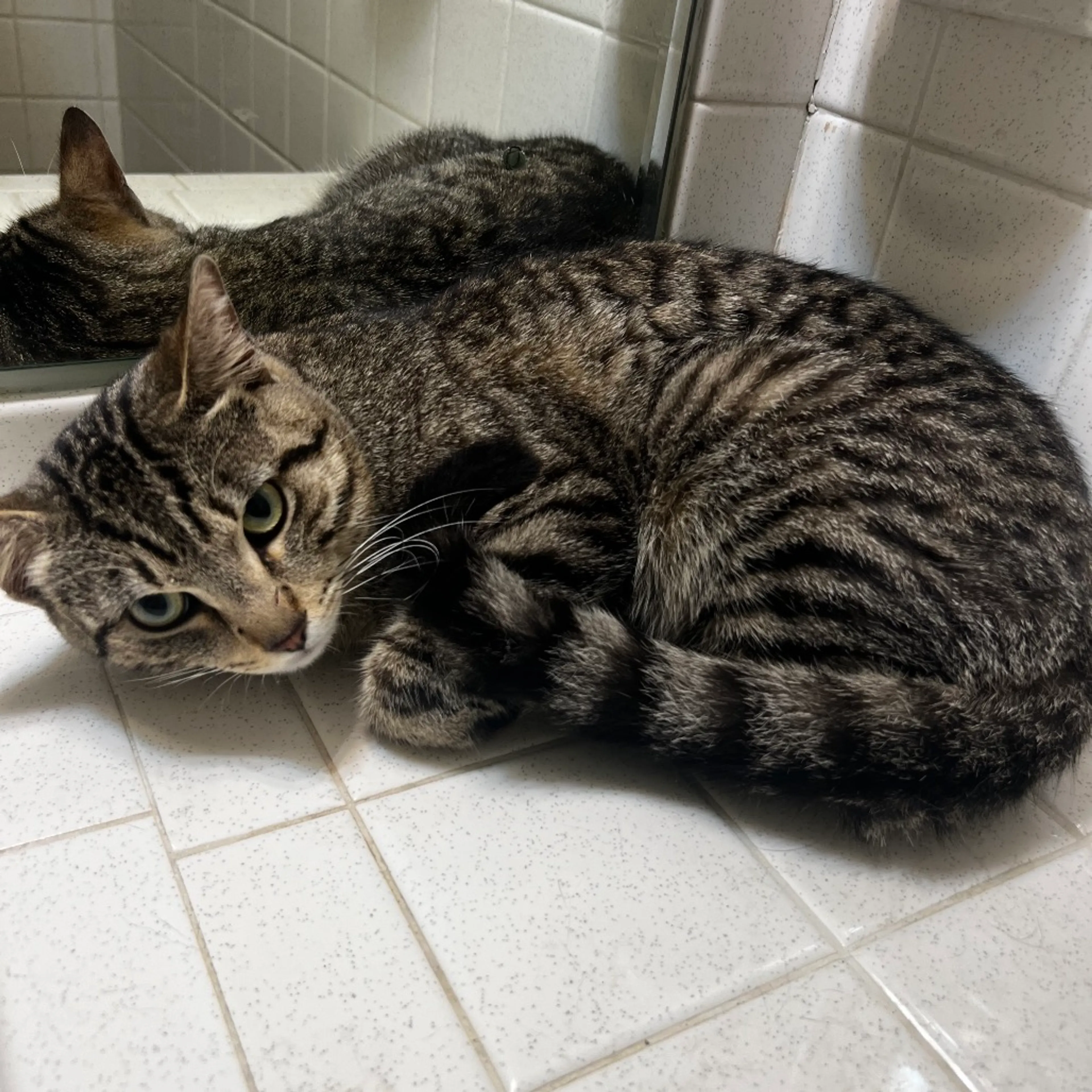 Found pet