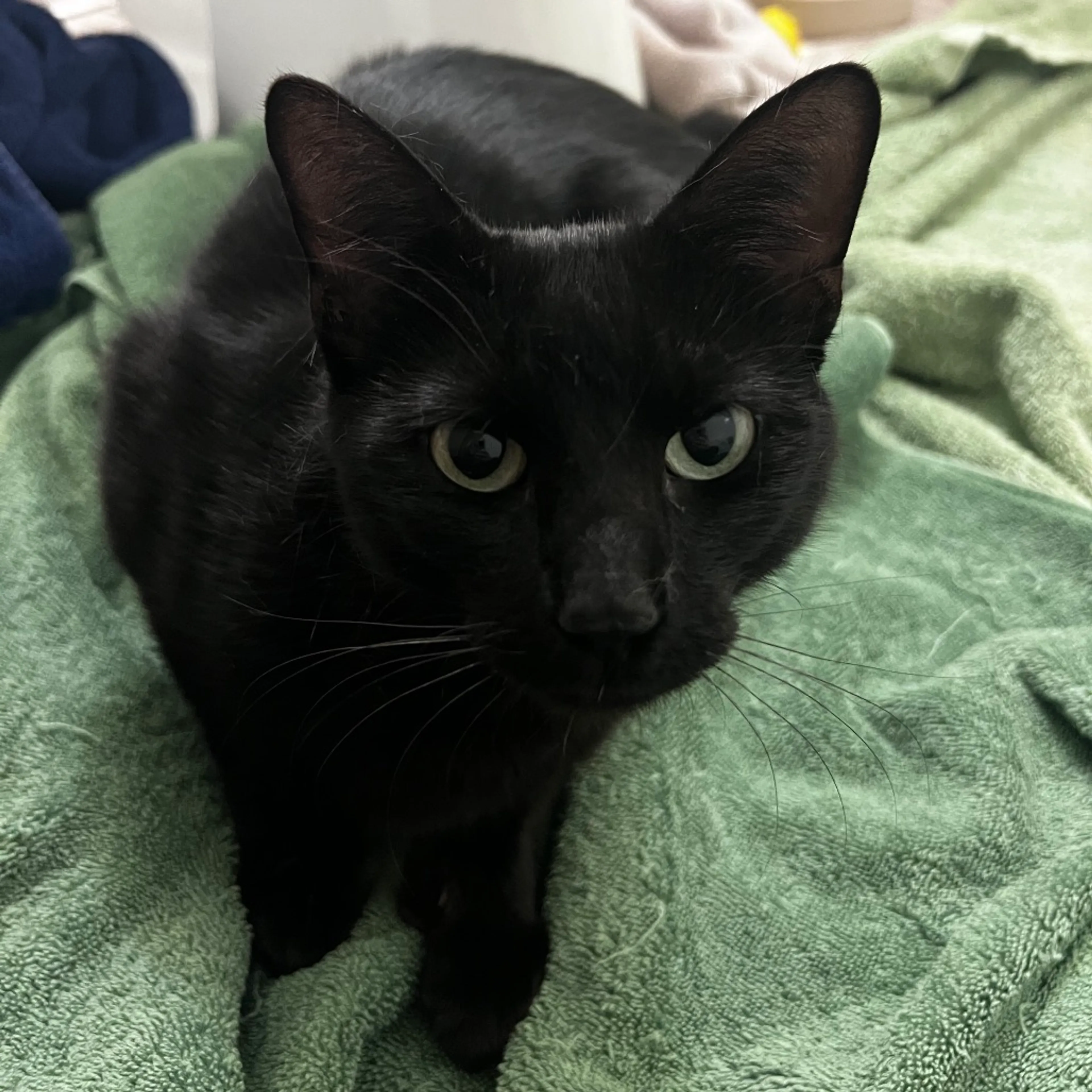 Found pet