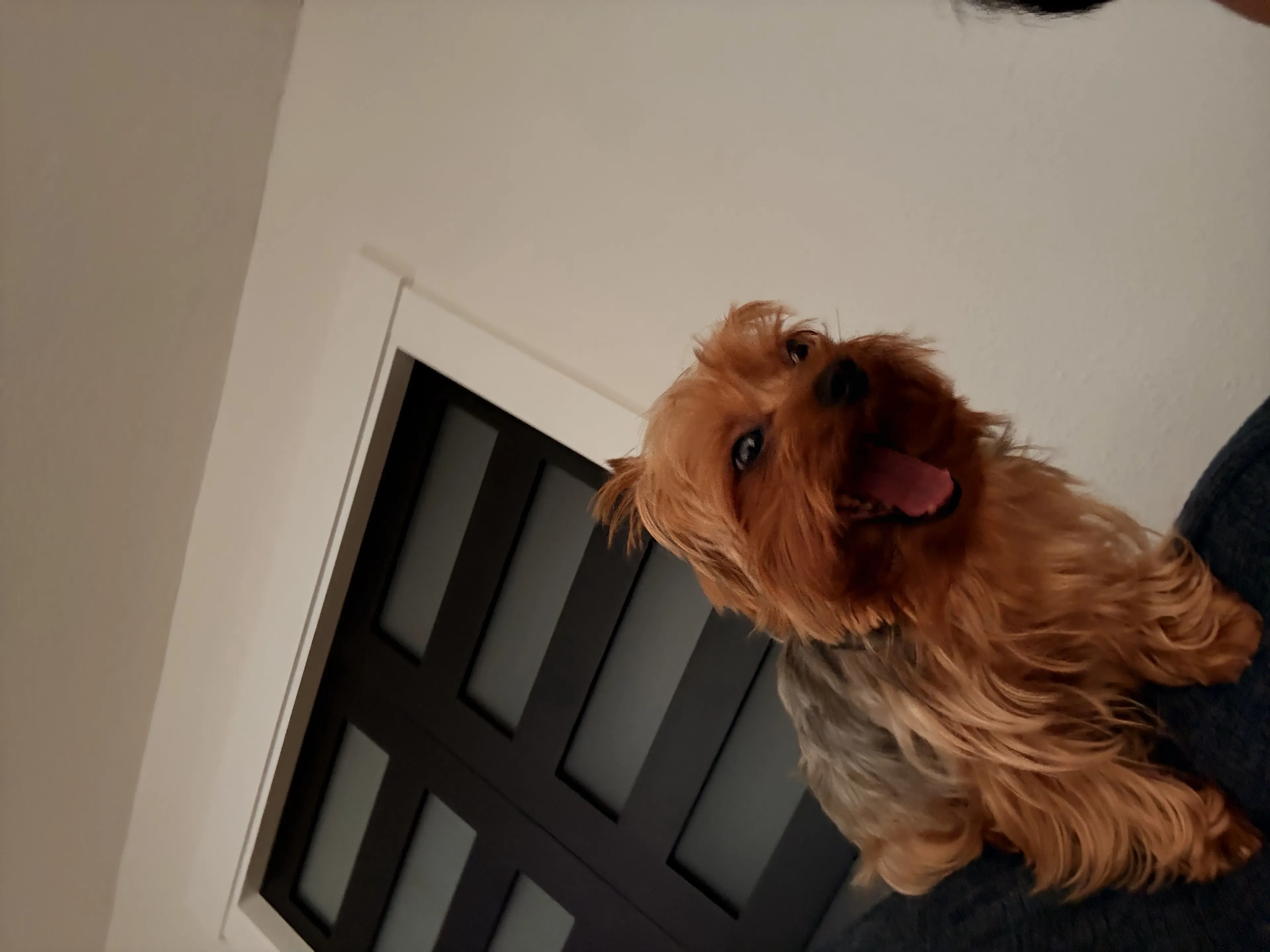 Lost pet