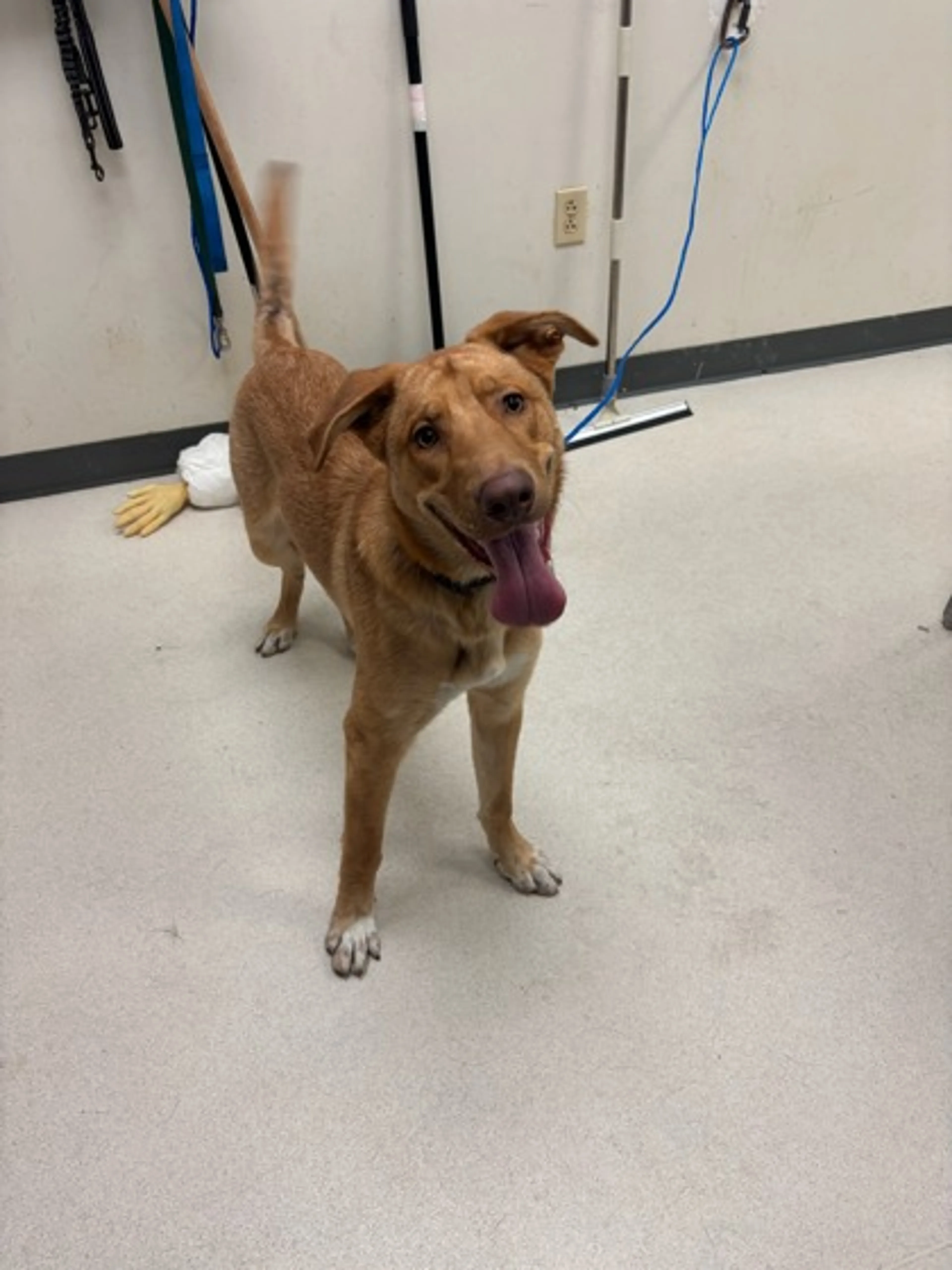 Found pet