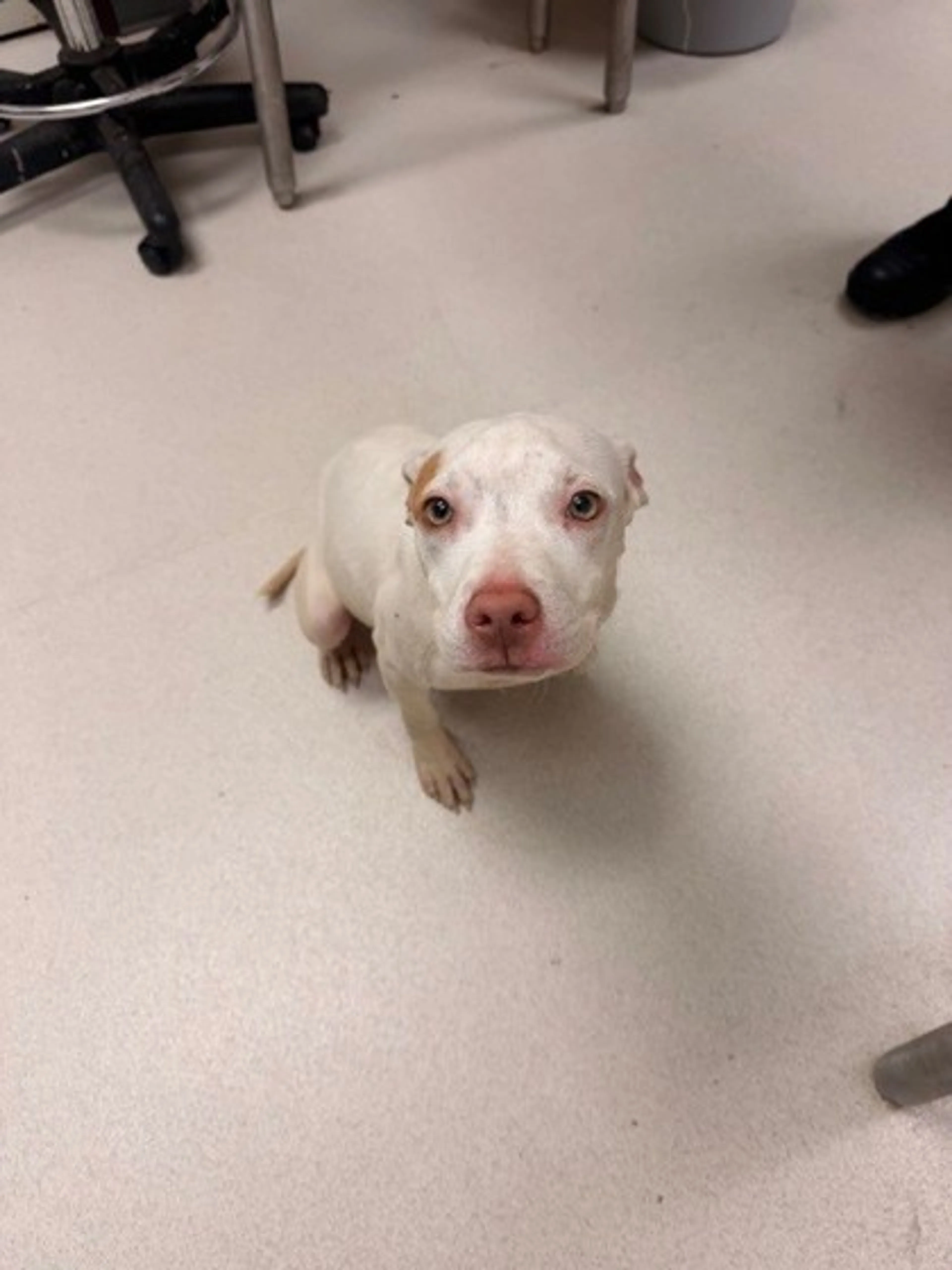 Found pet