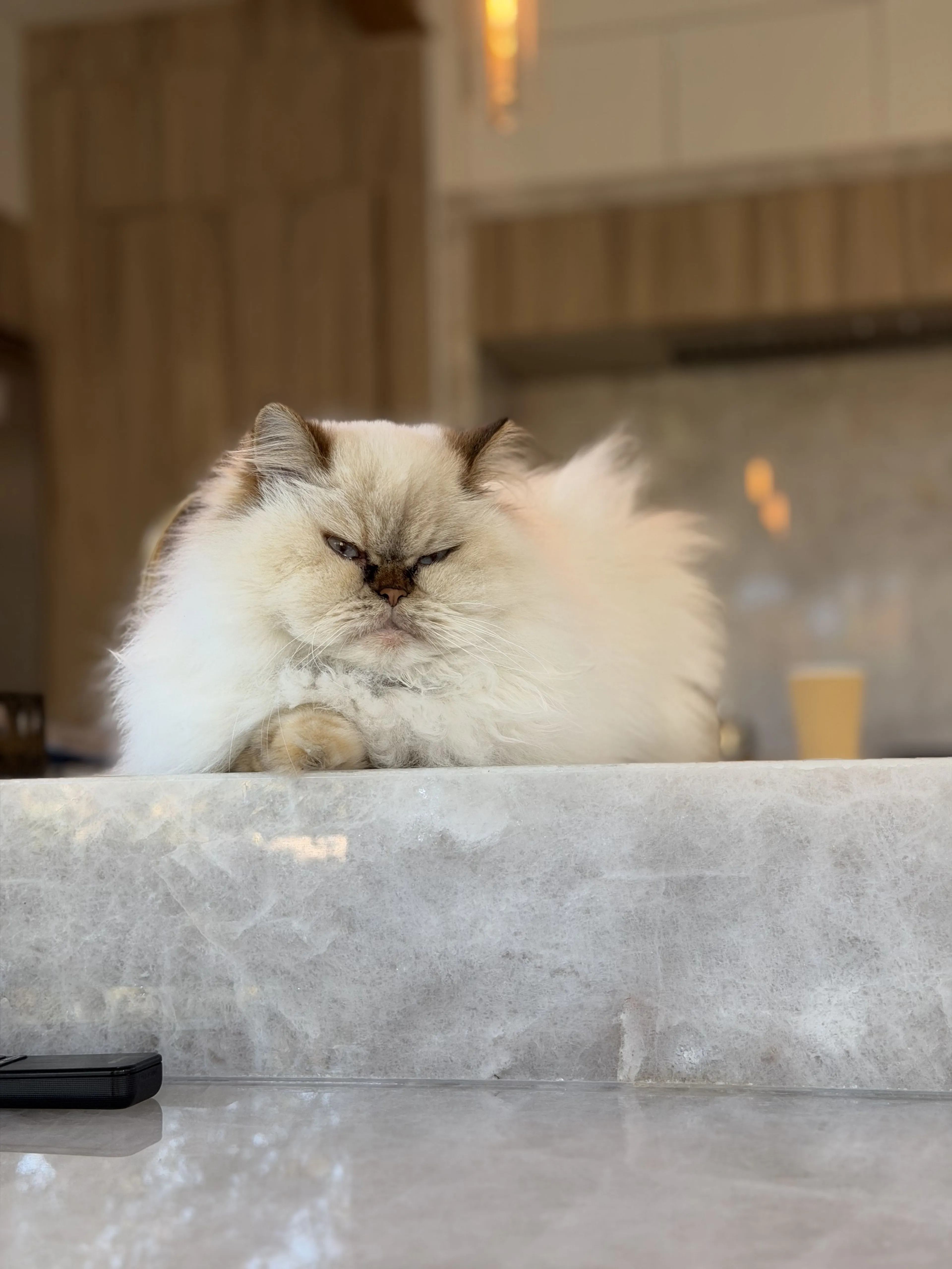 Lost pet-0