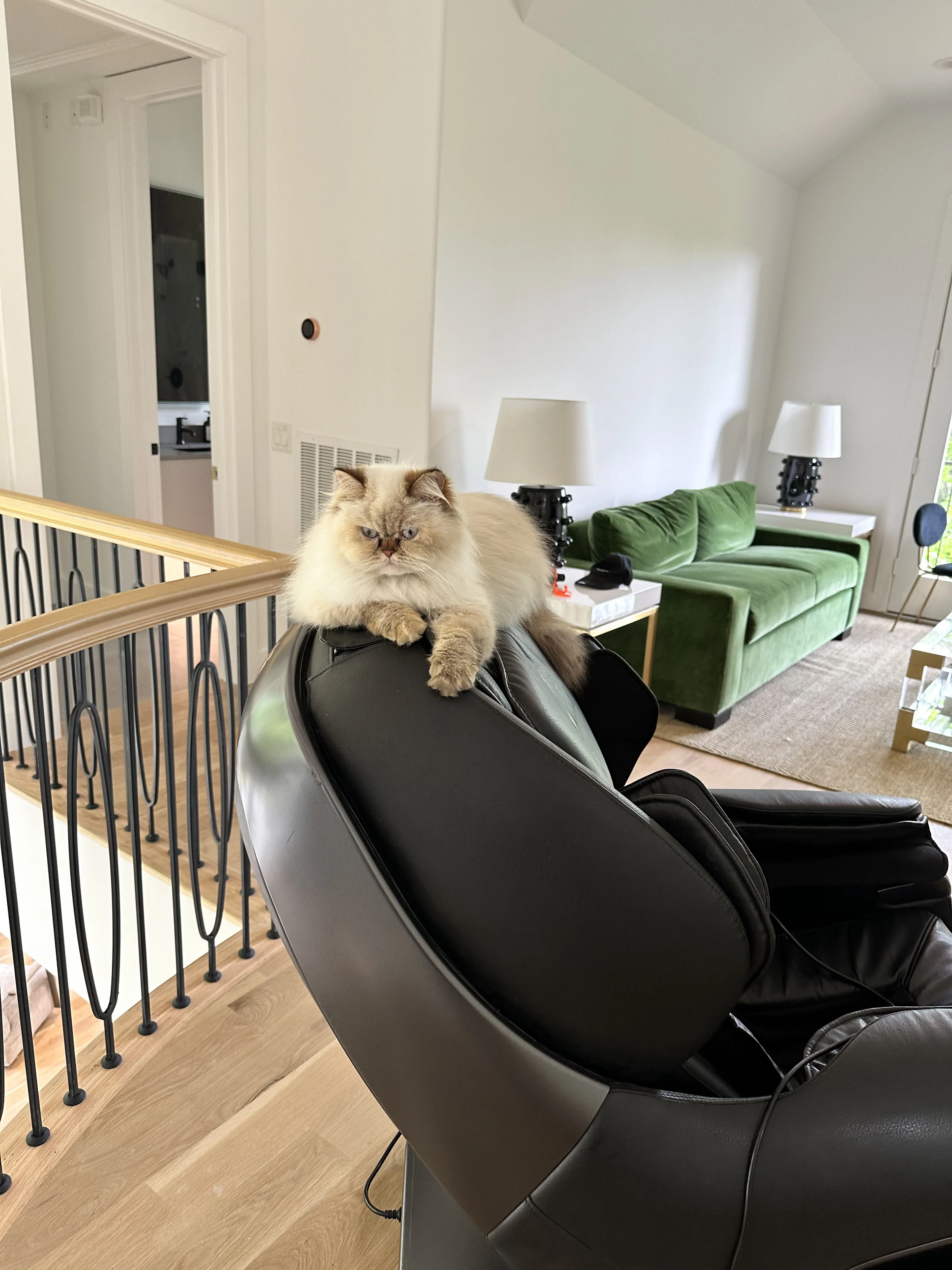 Lost pet-3