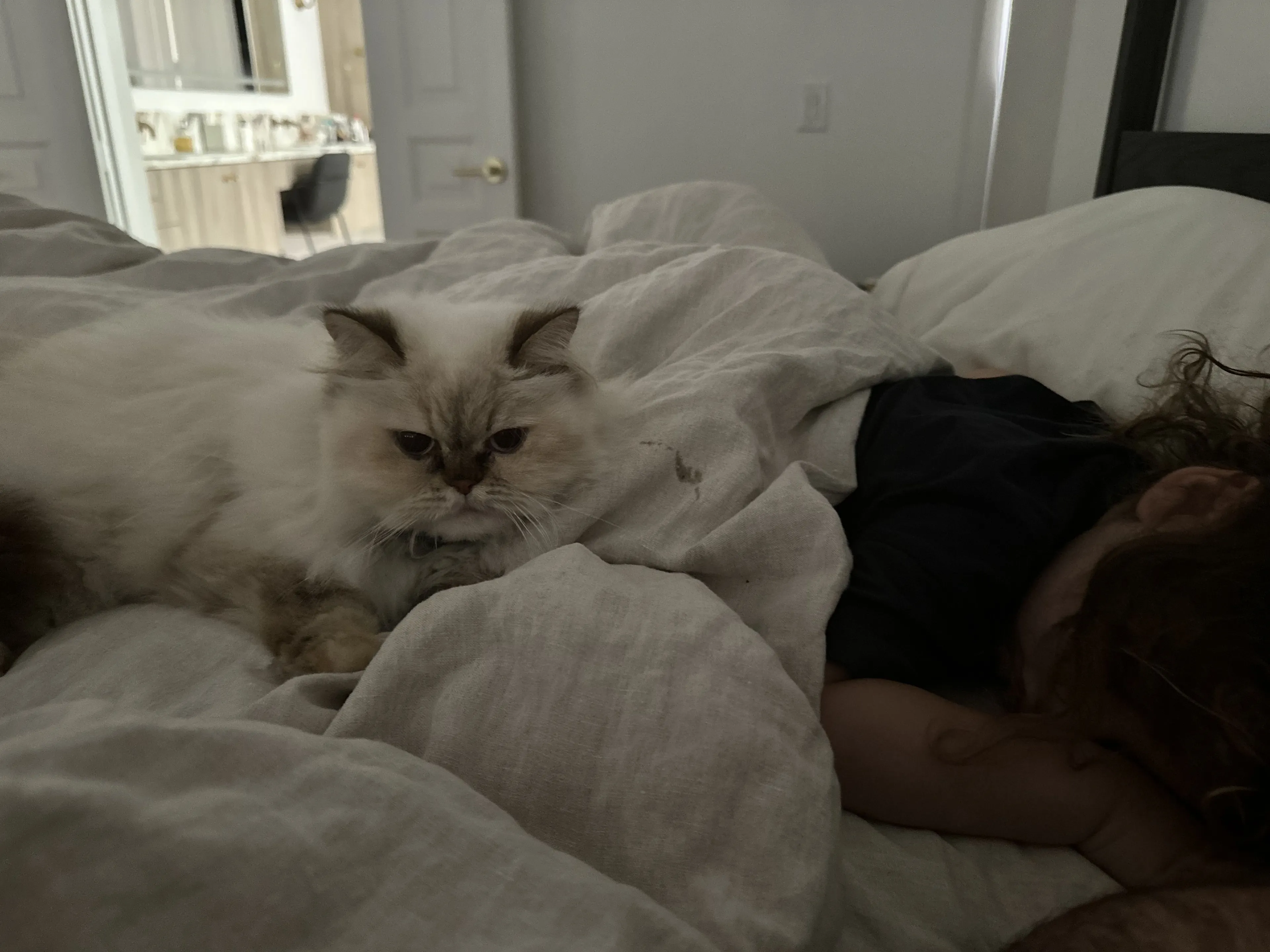 Lost pet-1