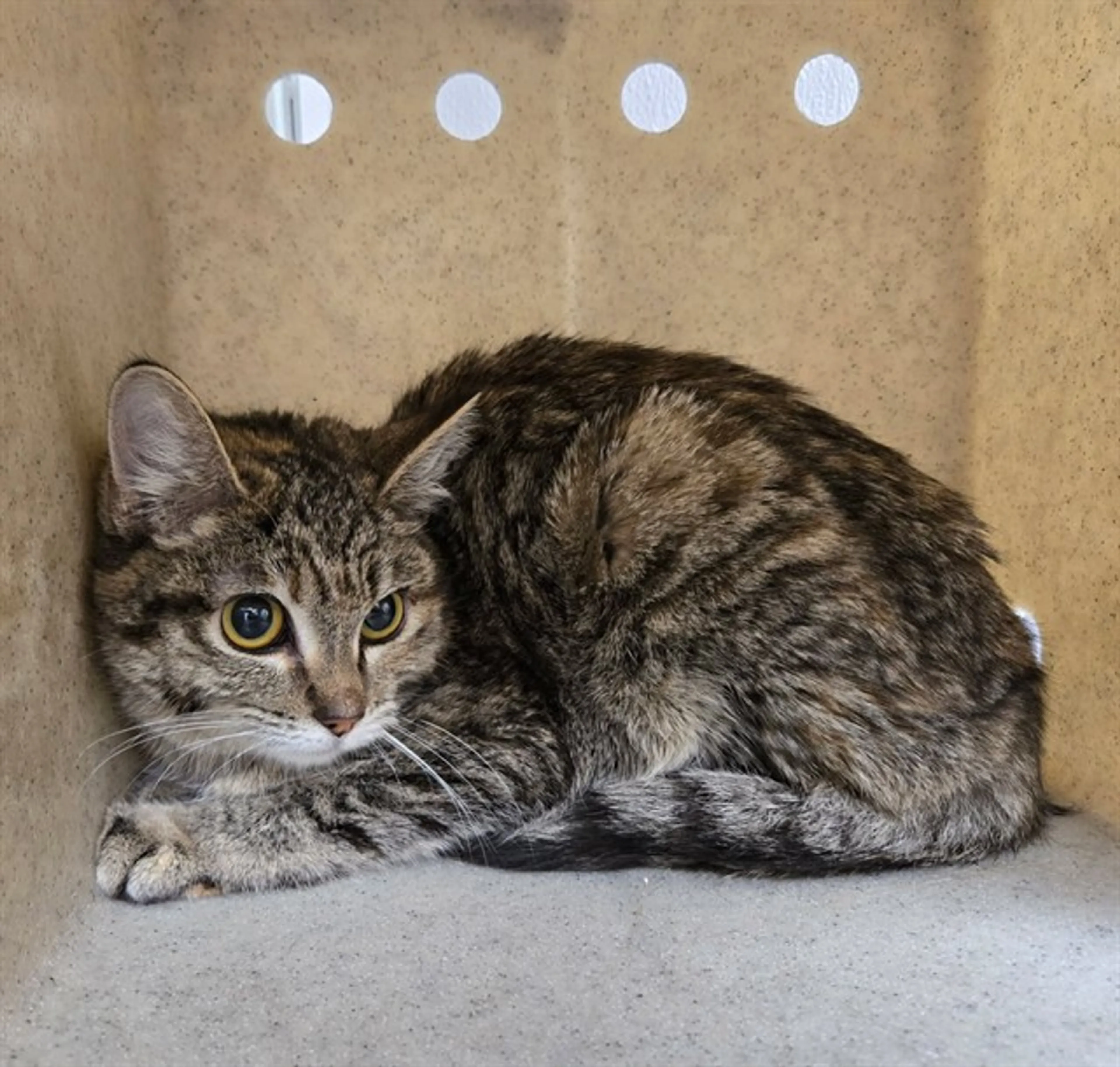 Found pet