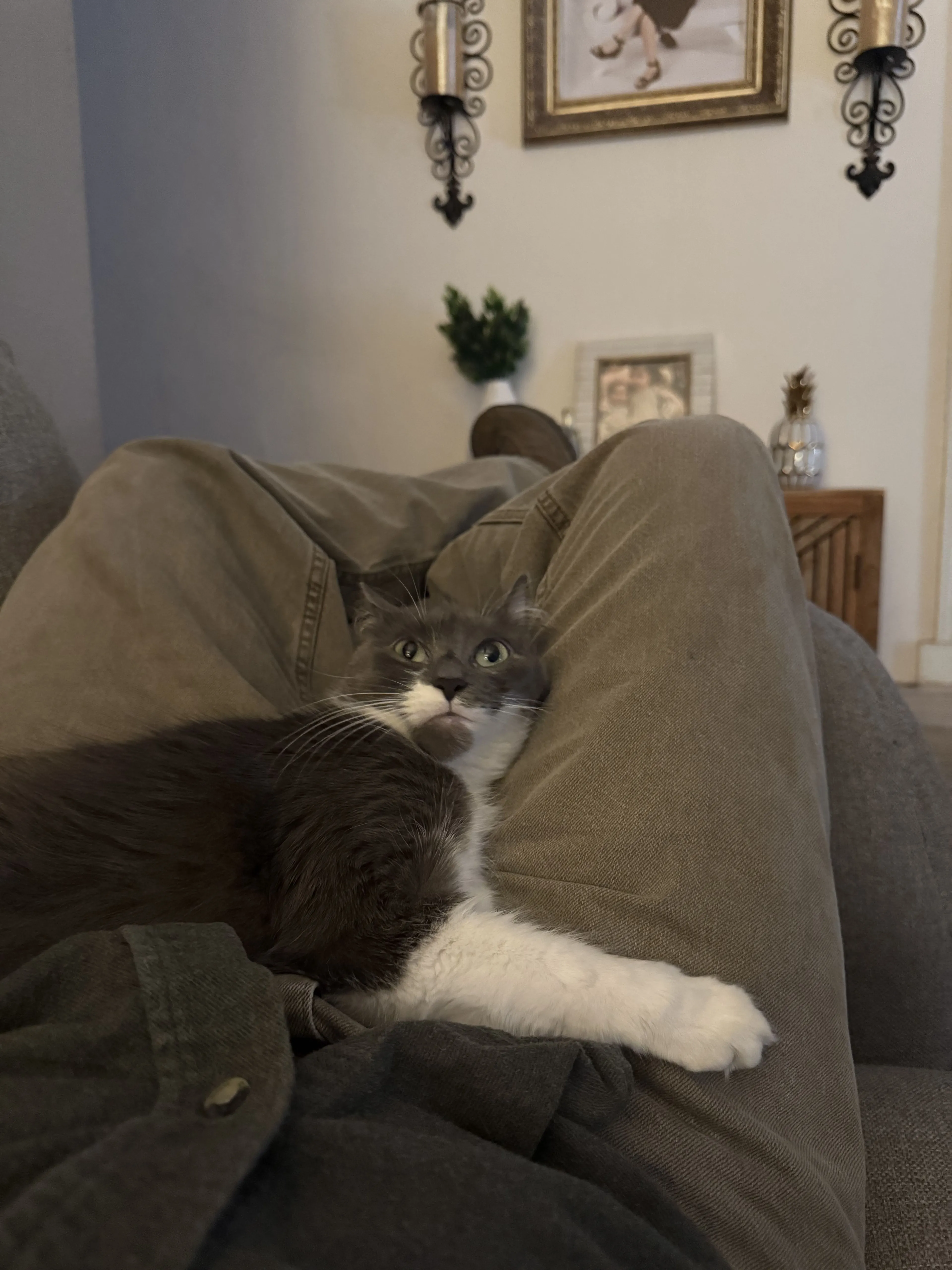 Lost pet-0