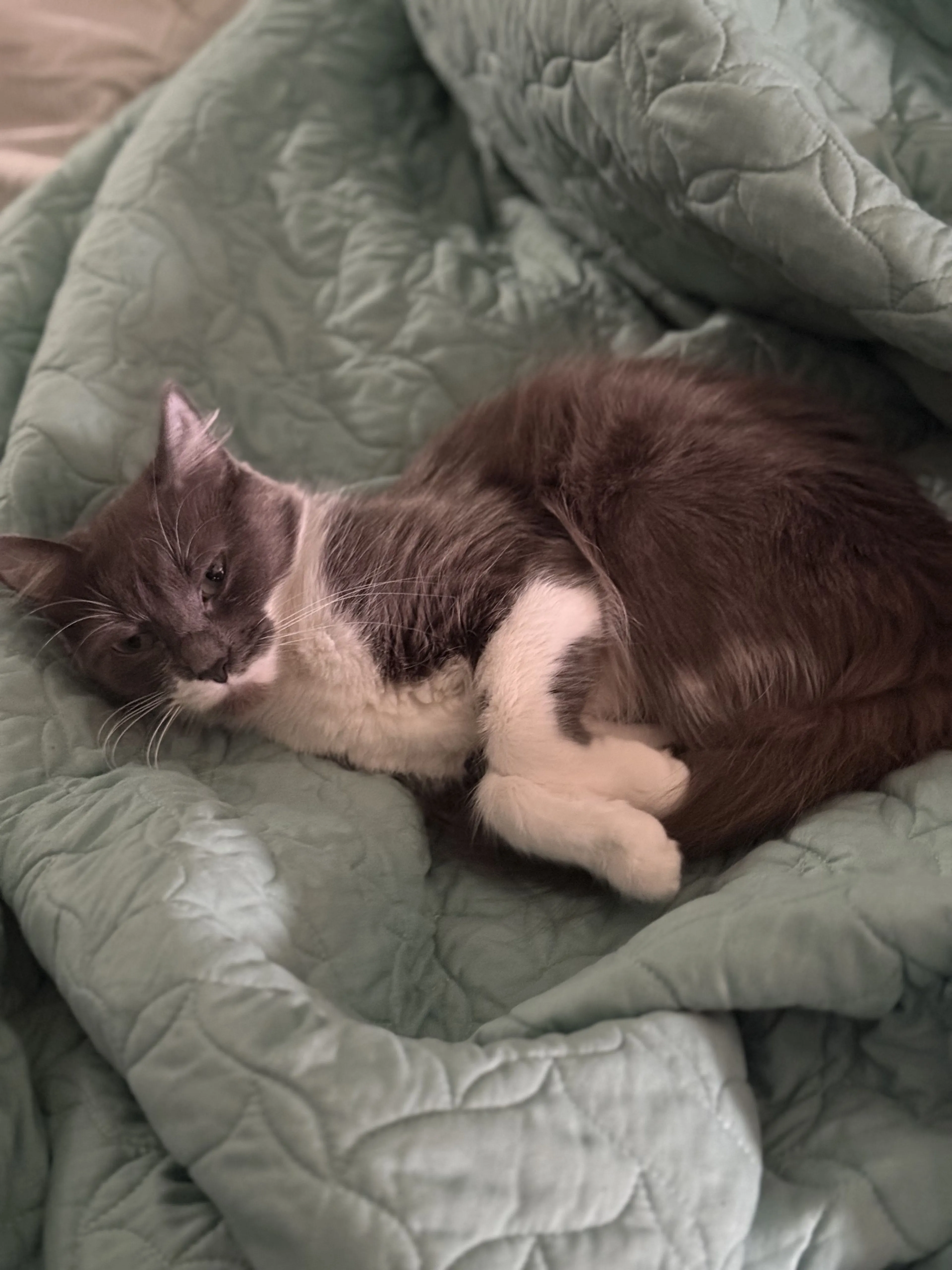 Lost pet-1
